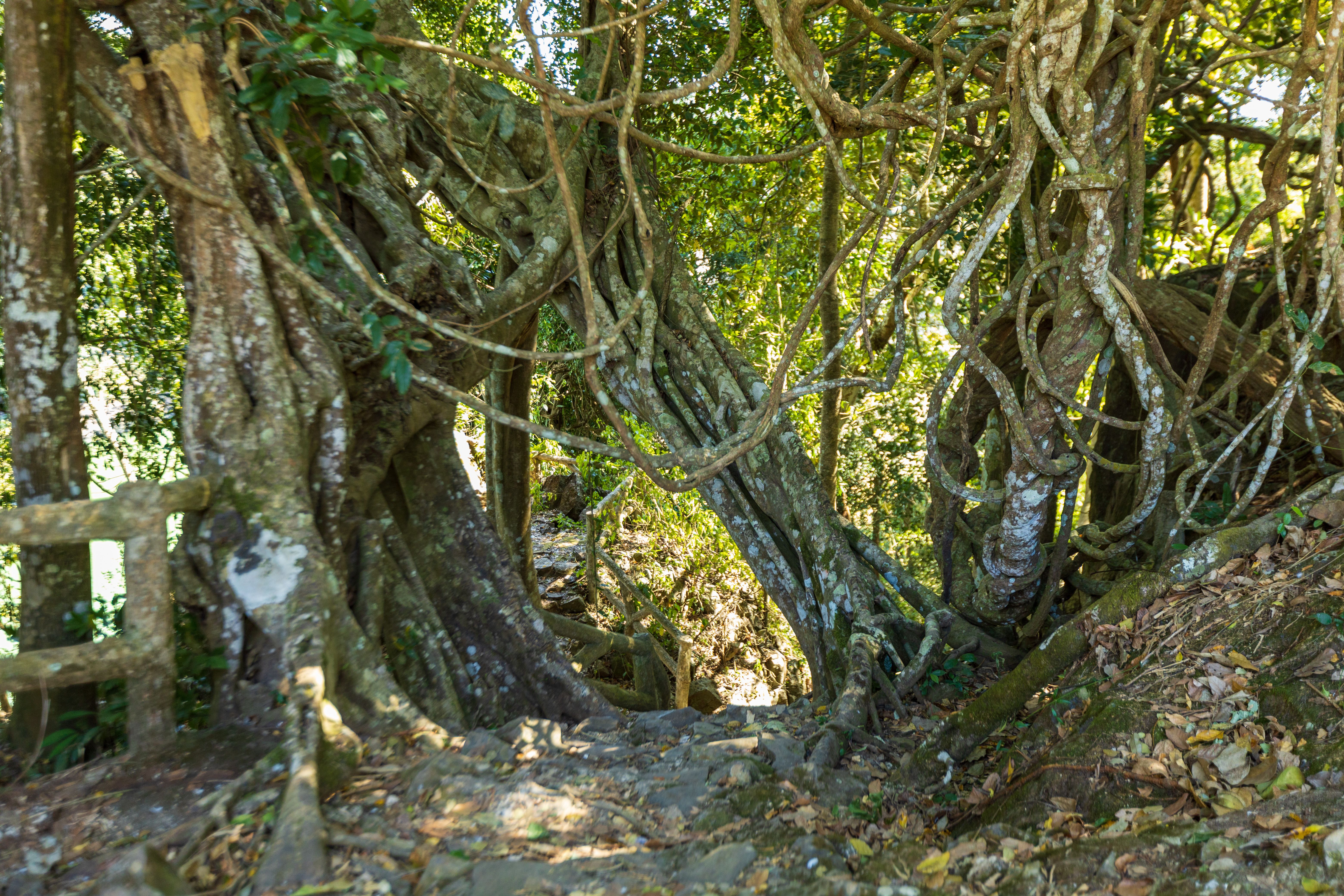 Living Root Bridge Trek trek view 3