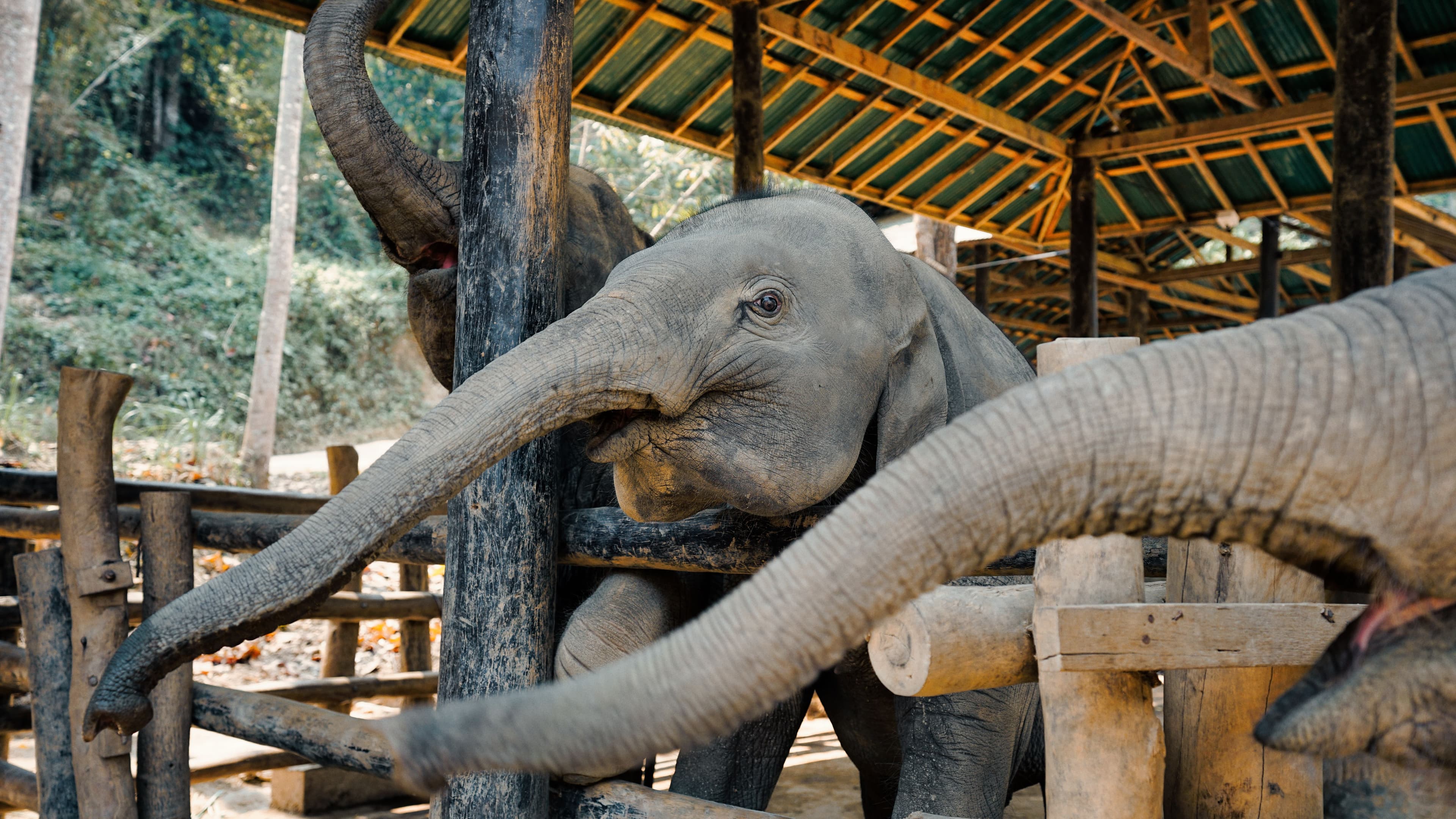 Anantara Golden Triangle Elephant Camp & Resort 3