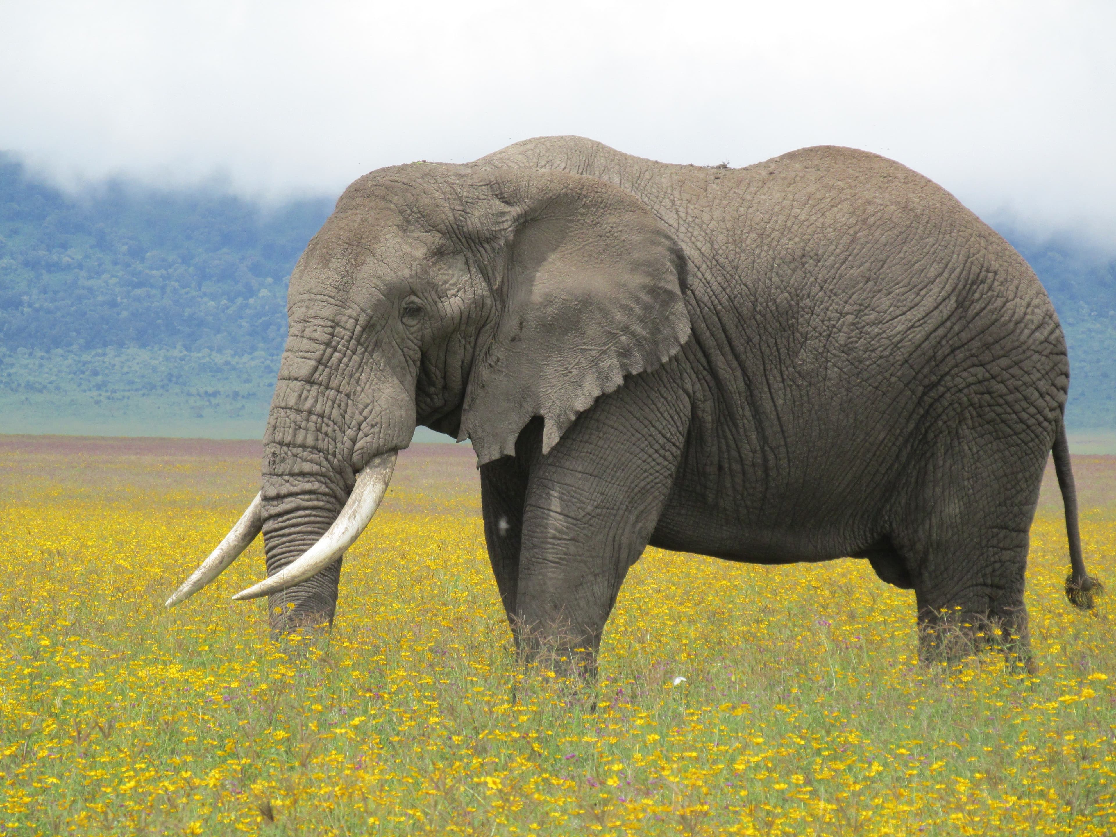 Ngorongoro Crater Lodge