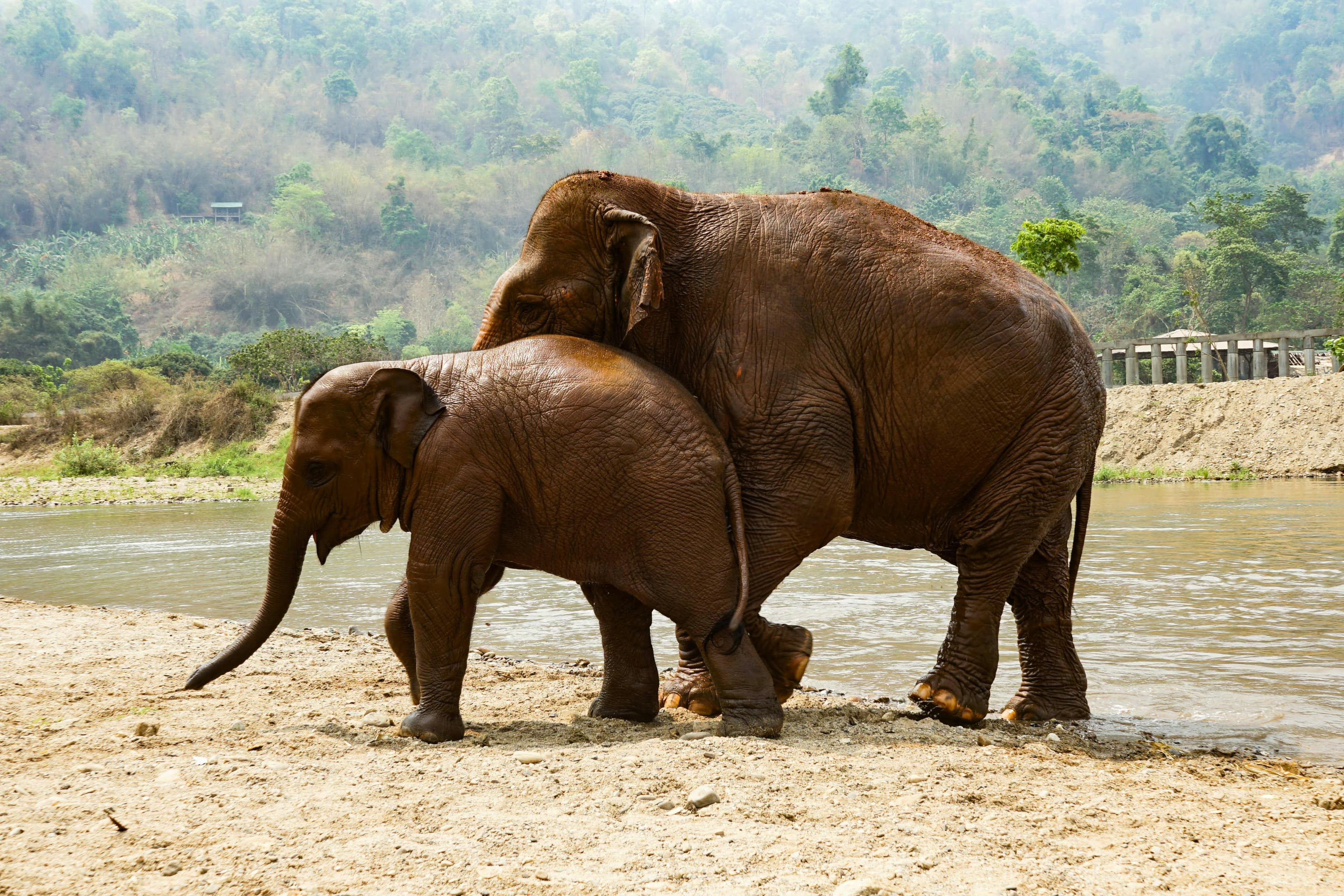 Anantara Golden Triangle Elephant Camp & Resort