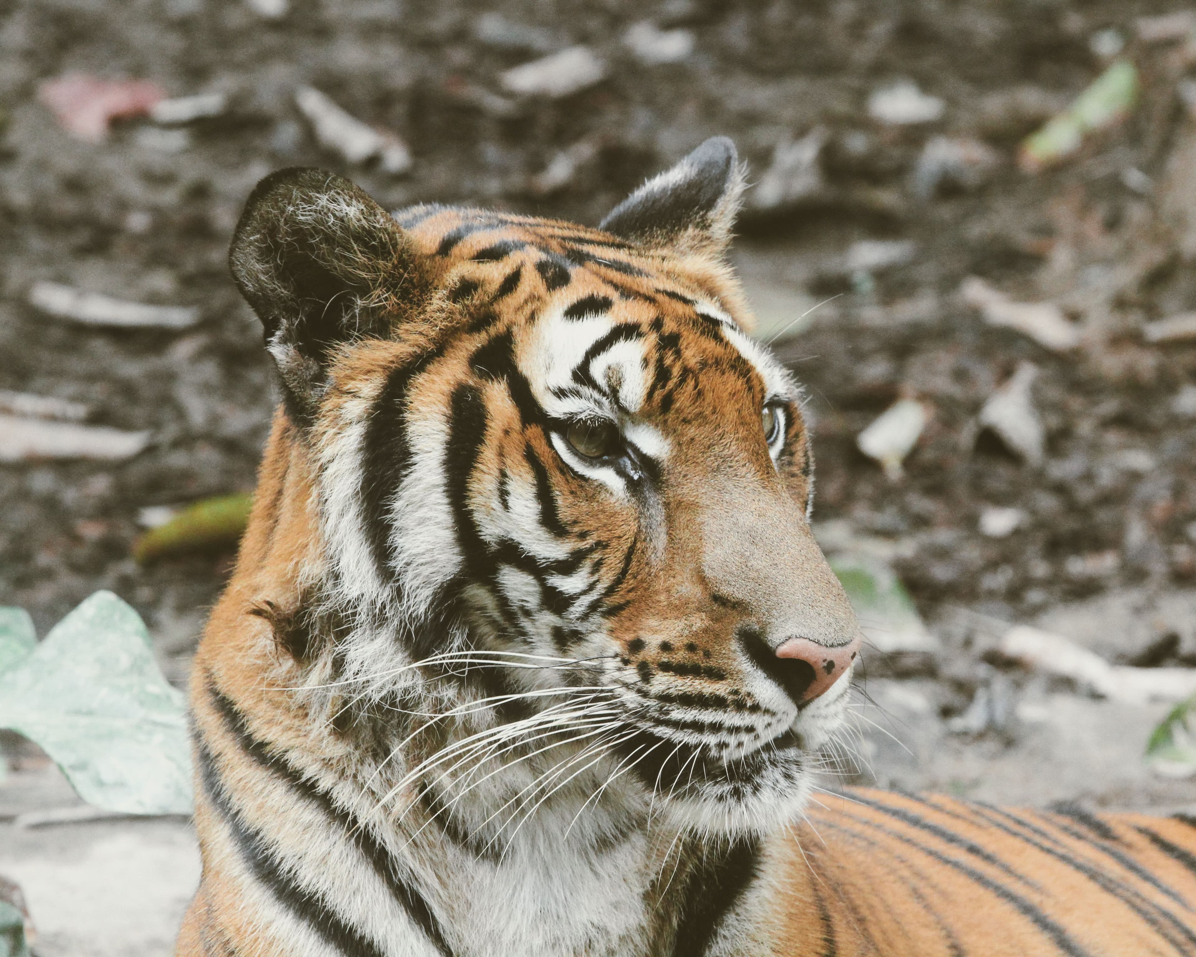 Sundarbans Tiger Reserve
