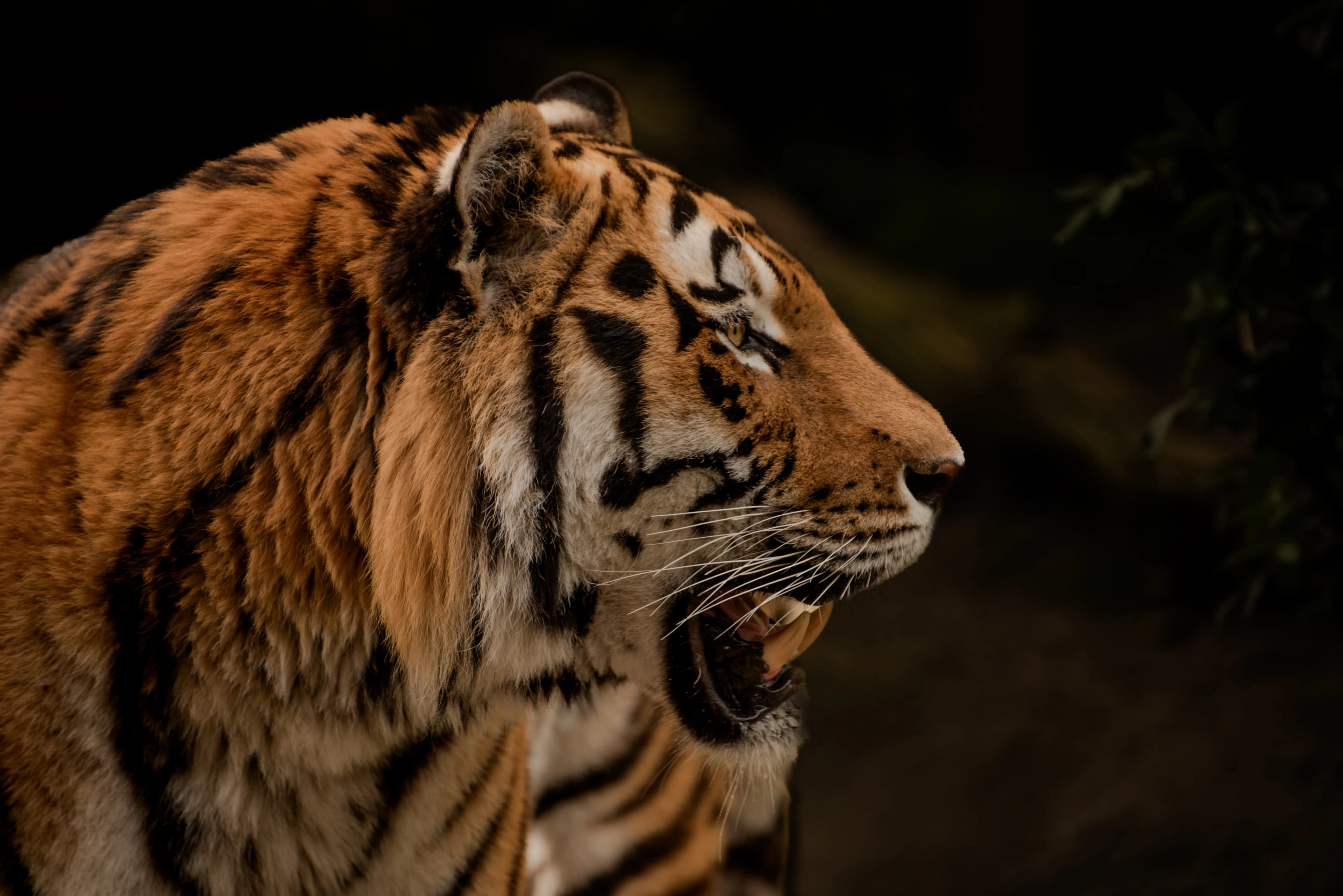 Jim Corbett National Park — photo 80