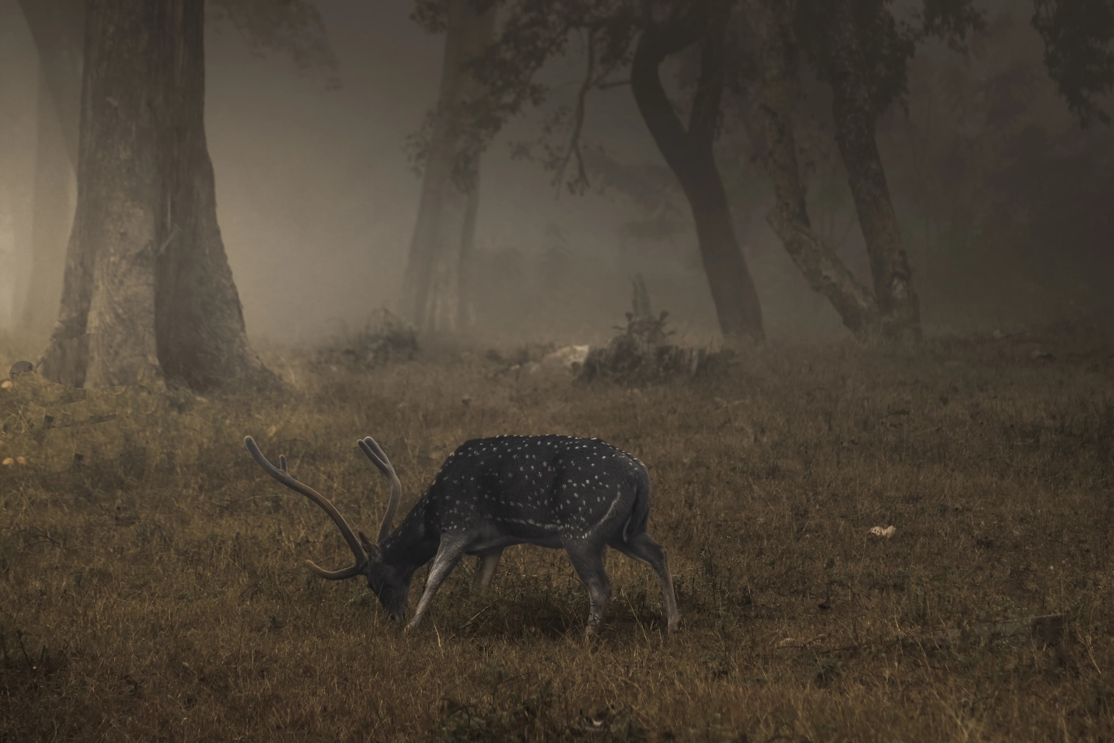 Mudumalai National Park