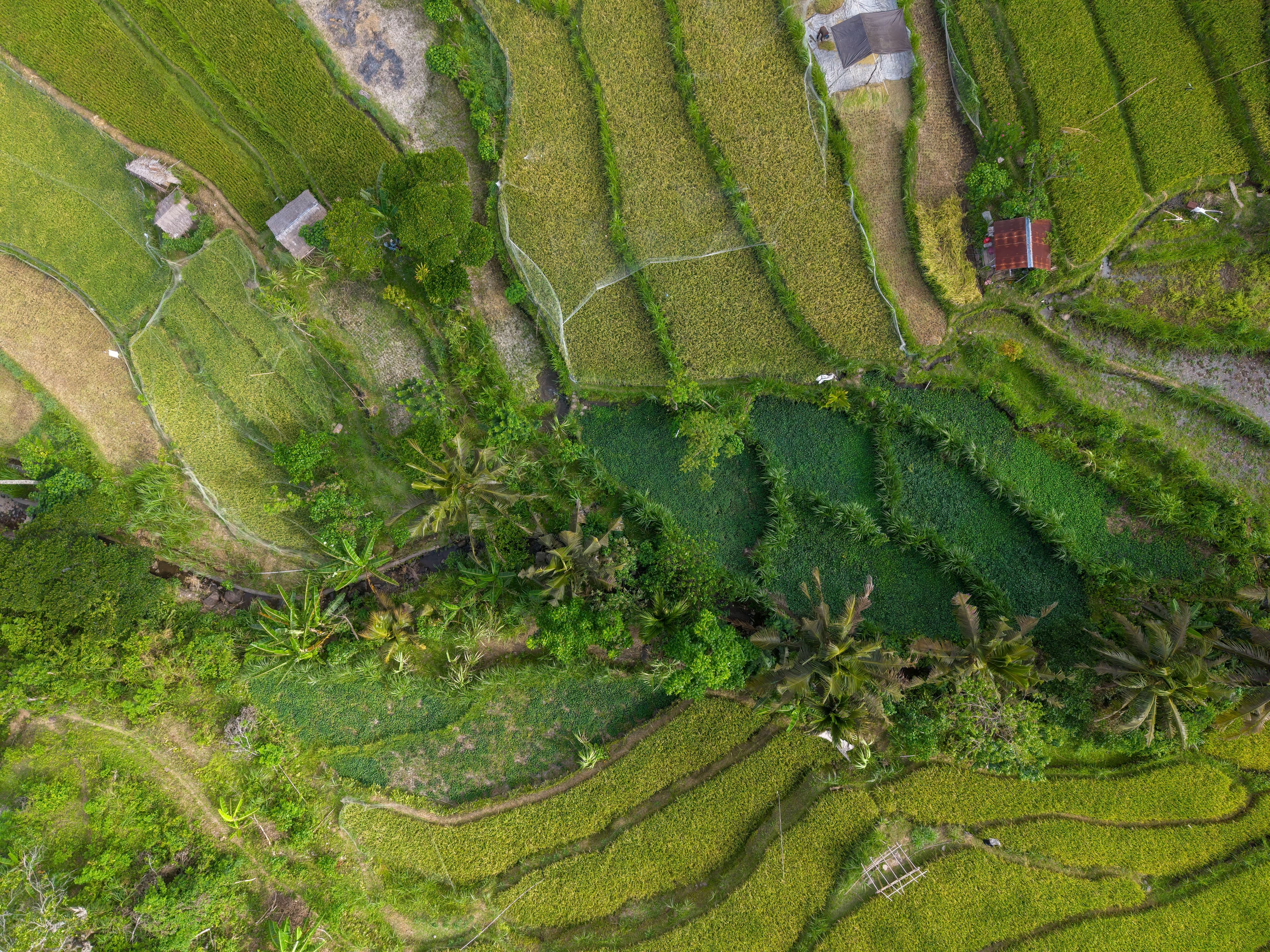 Bali — photo 100