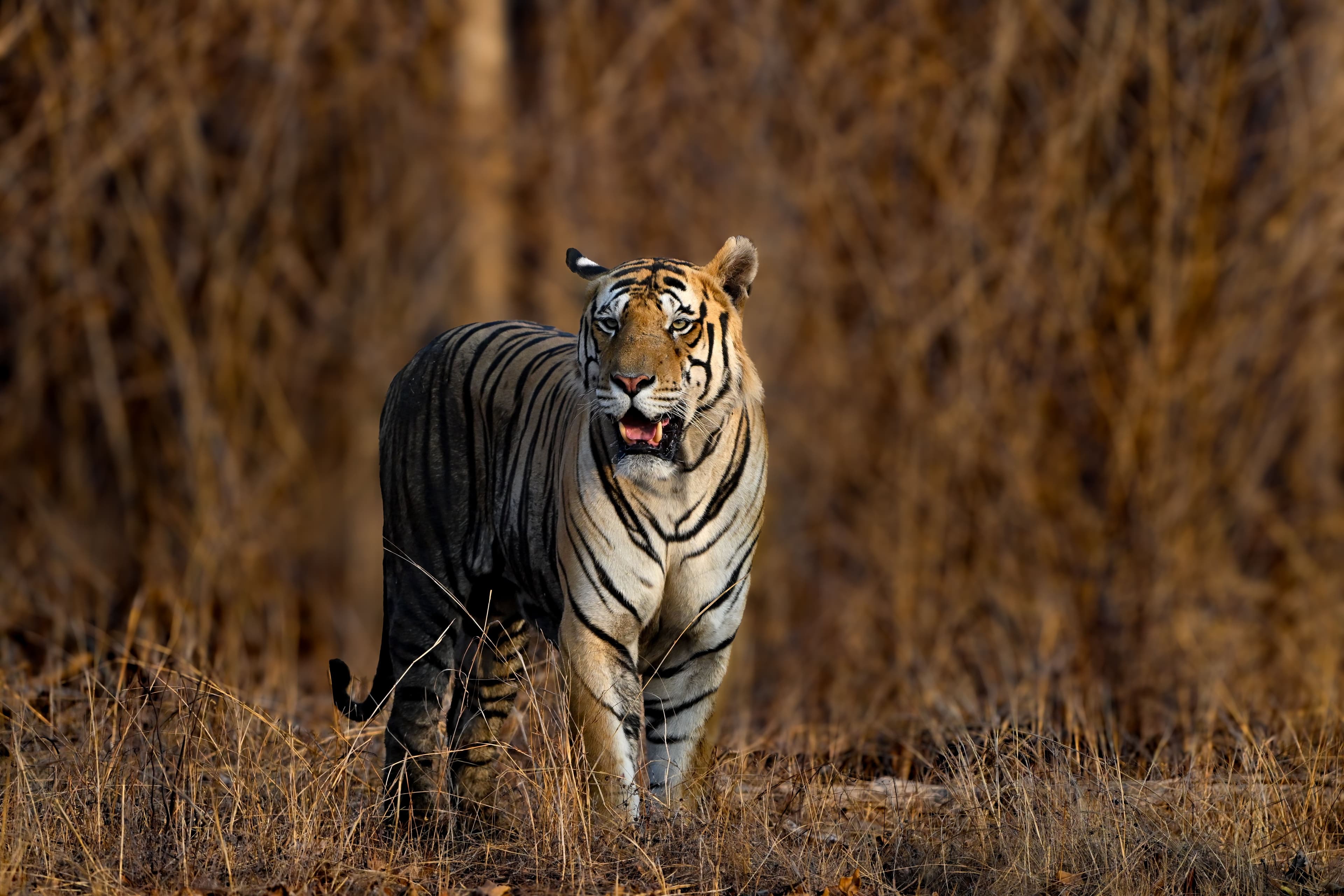 Jim Corbett National Park — photo 100
