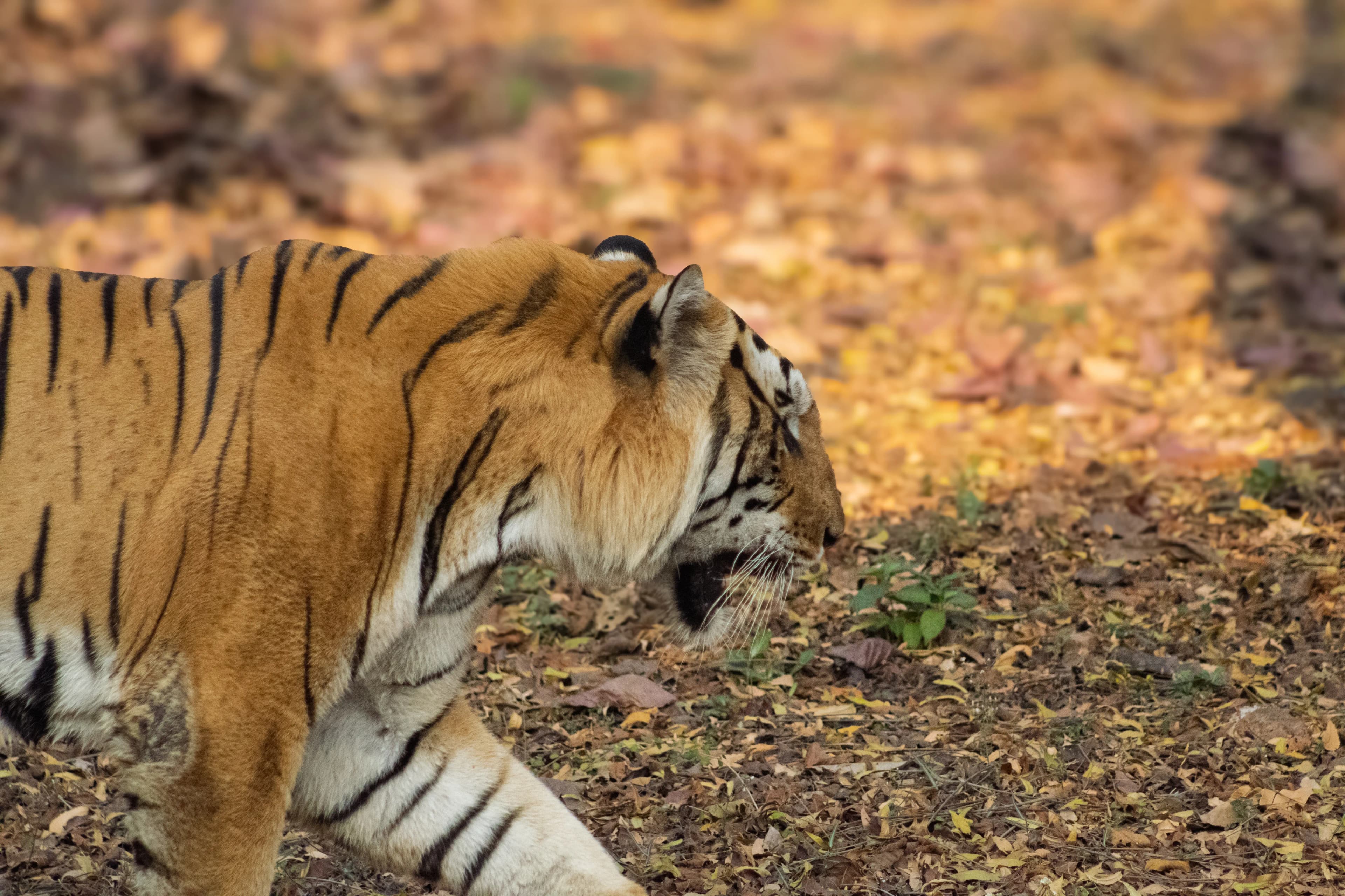Sundarbans Tiger Reserve