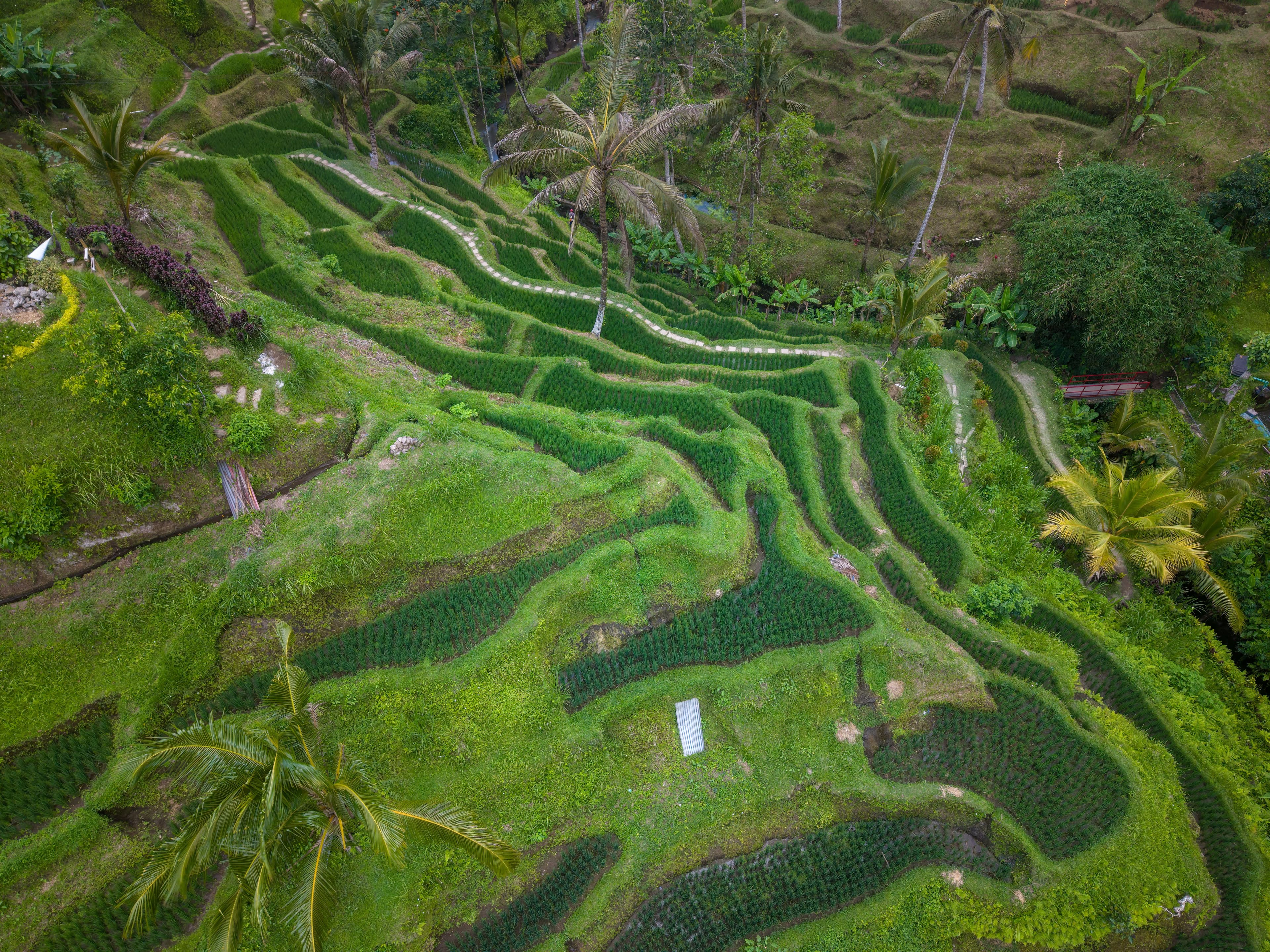Bali for solo travellers — everything you need to know