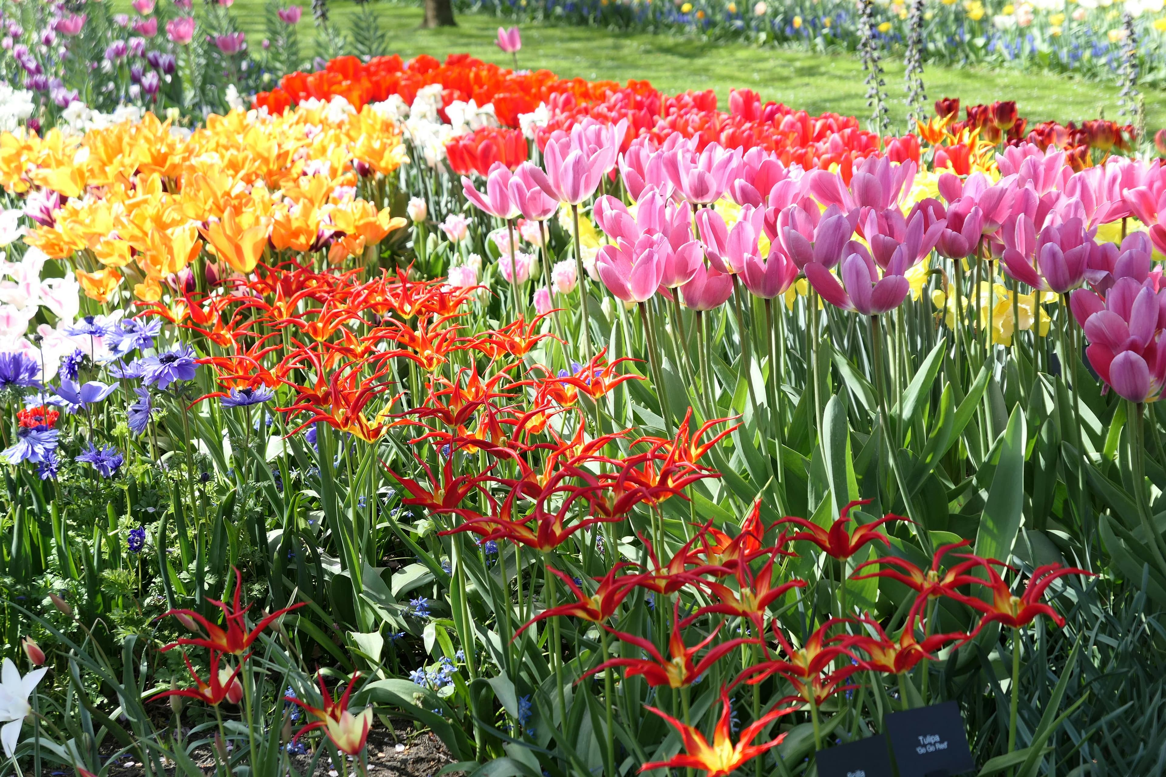 Keukenhof Gardens