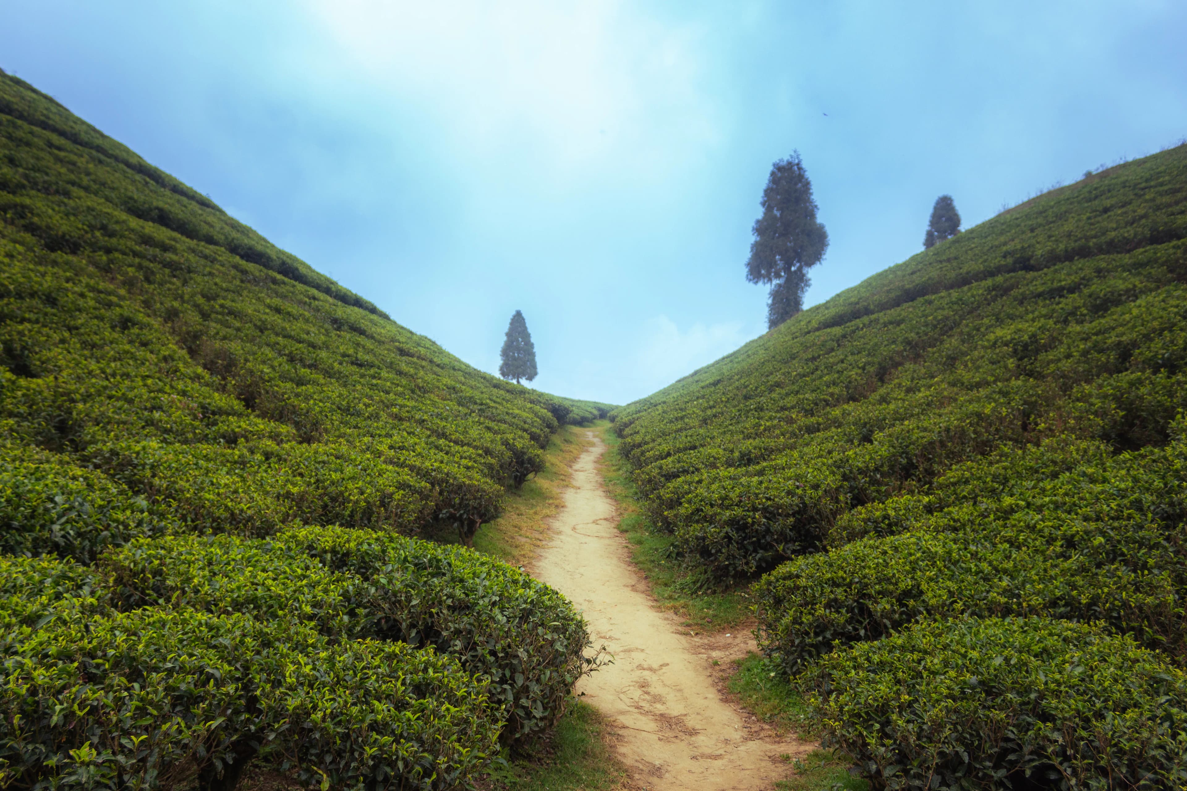 Darjeeling — photo 2