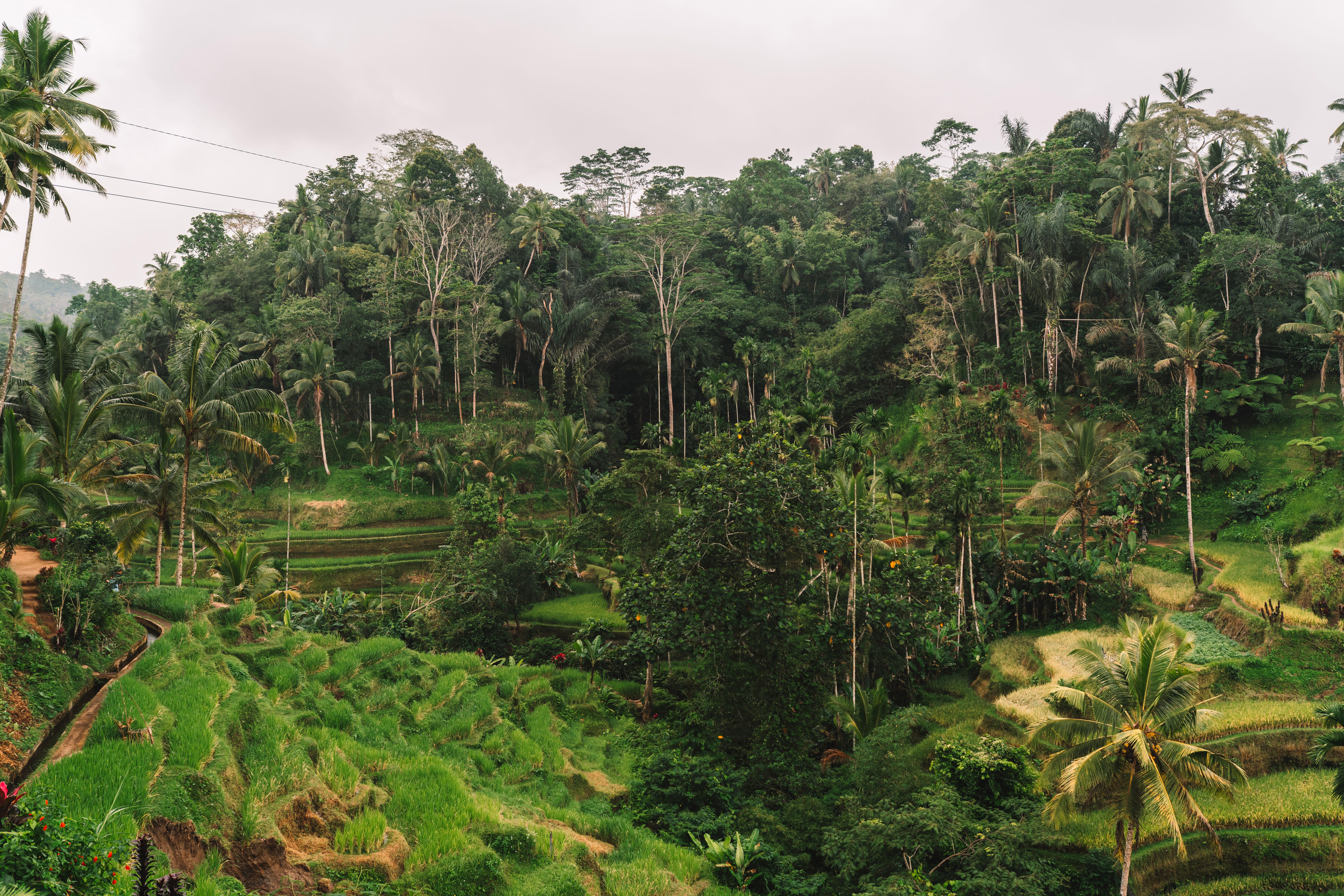 Capella Ubud 4