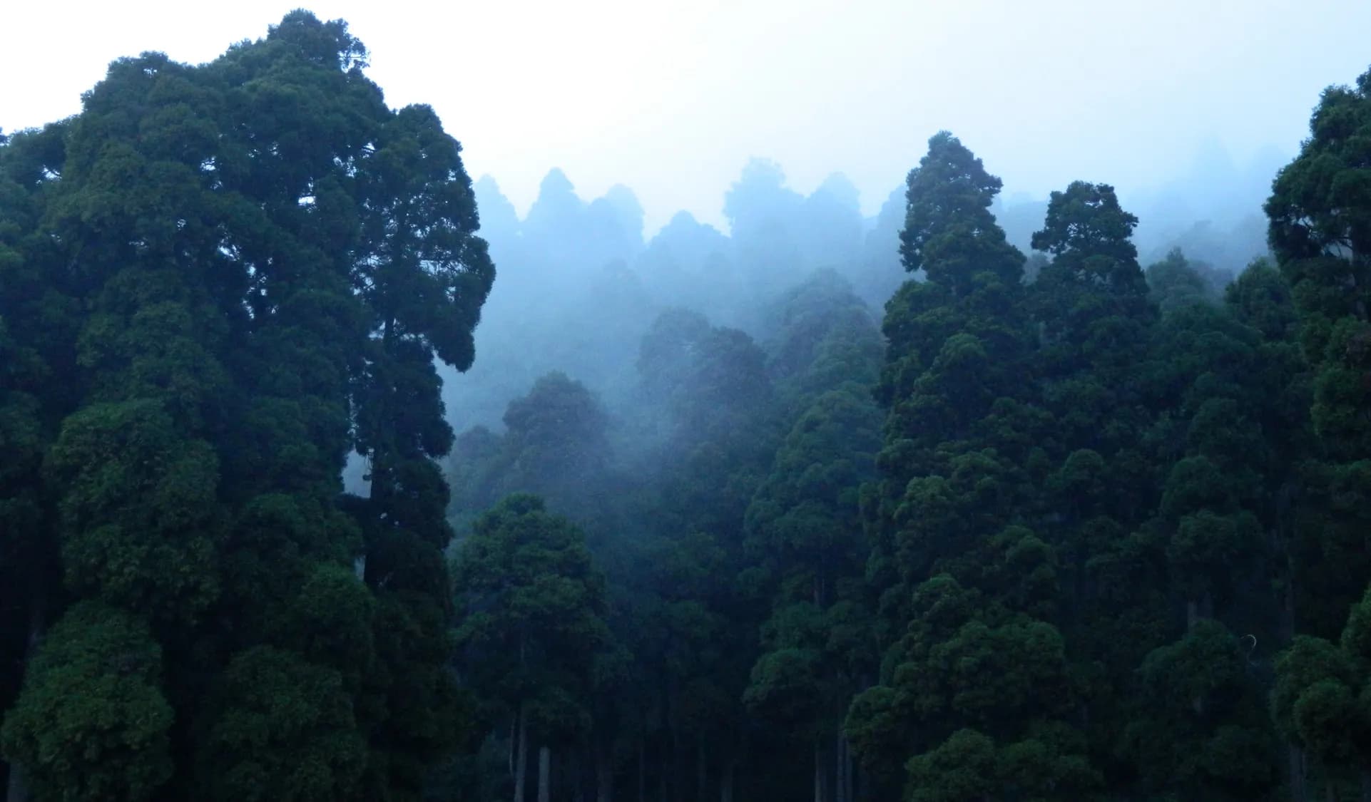 Darjeeling for solo travellers — everything you need to know