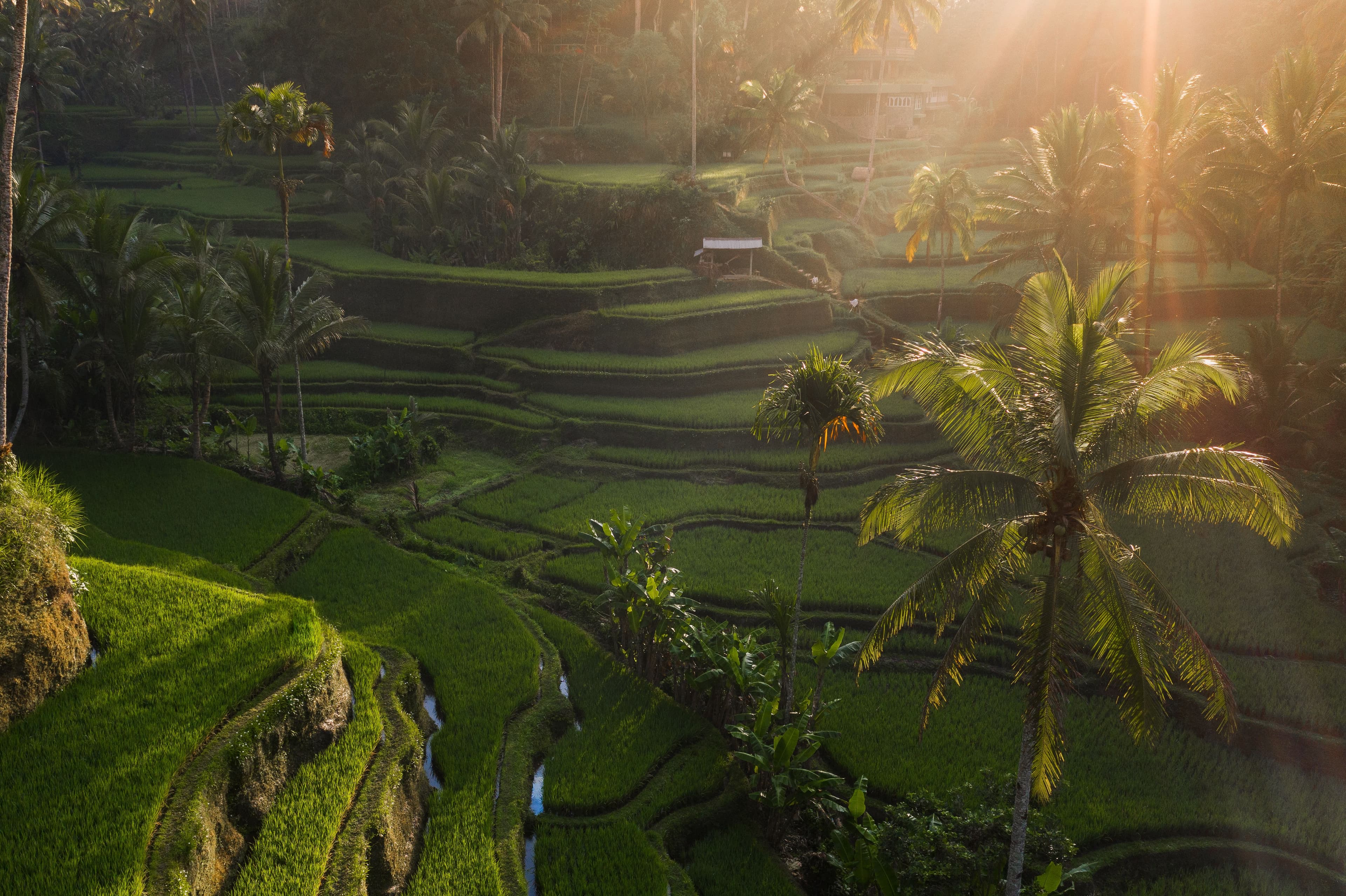 Bali