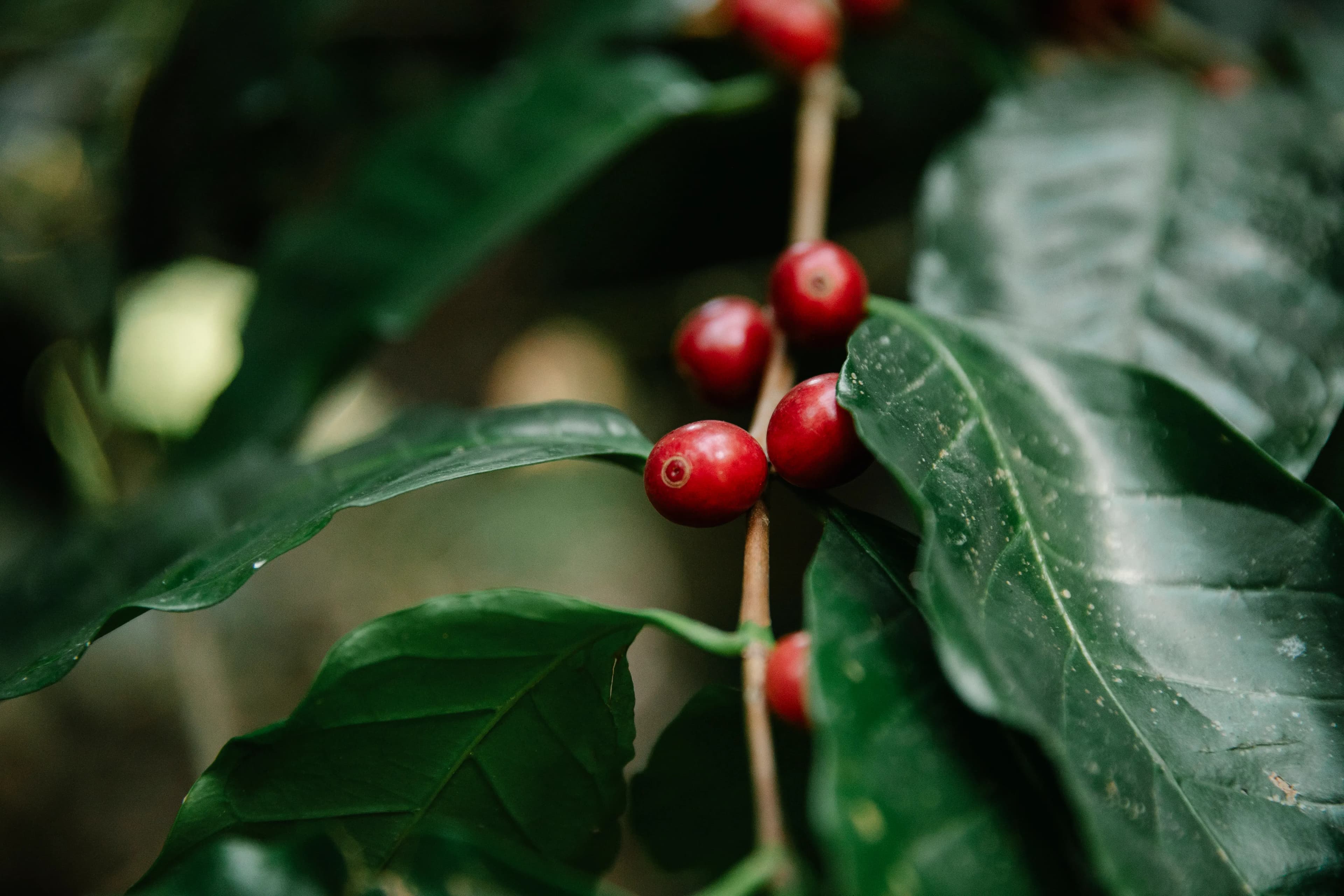 Coorg — photo 100