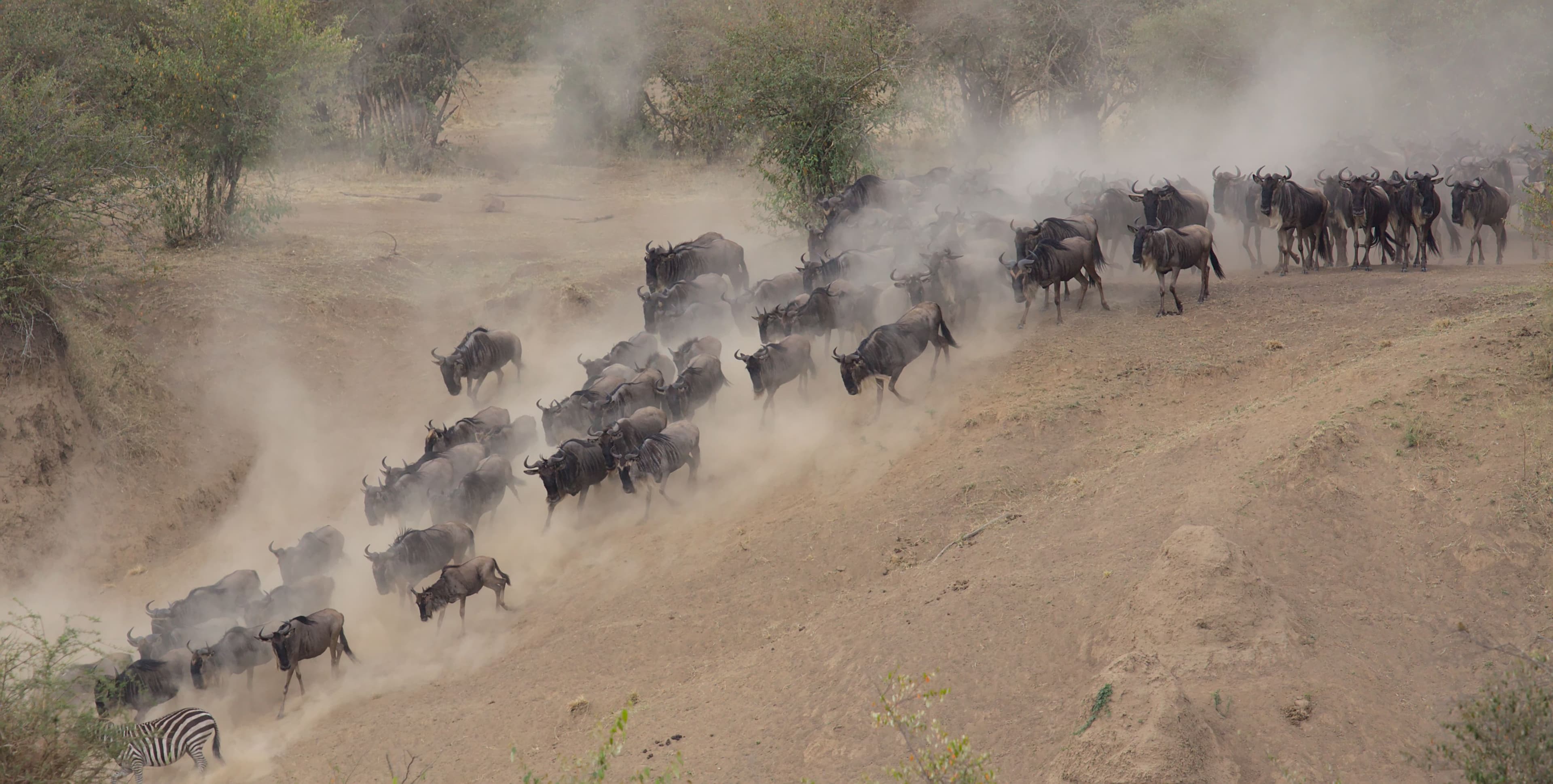Angama Mara