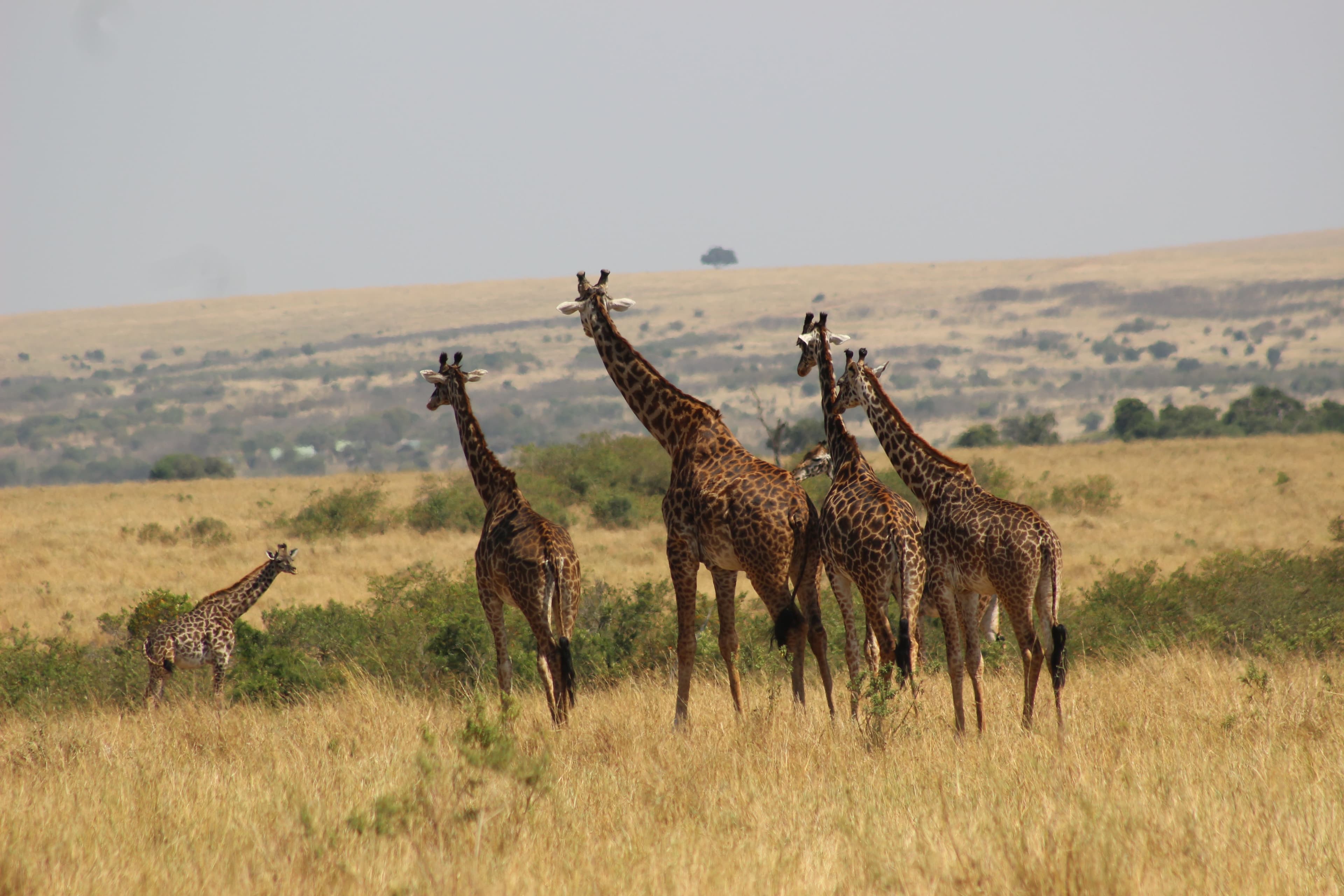 Angama Mara 3