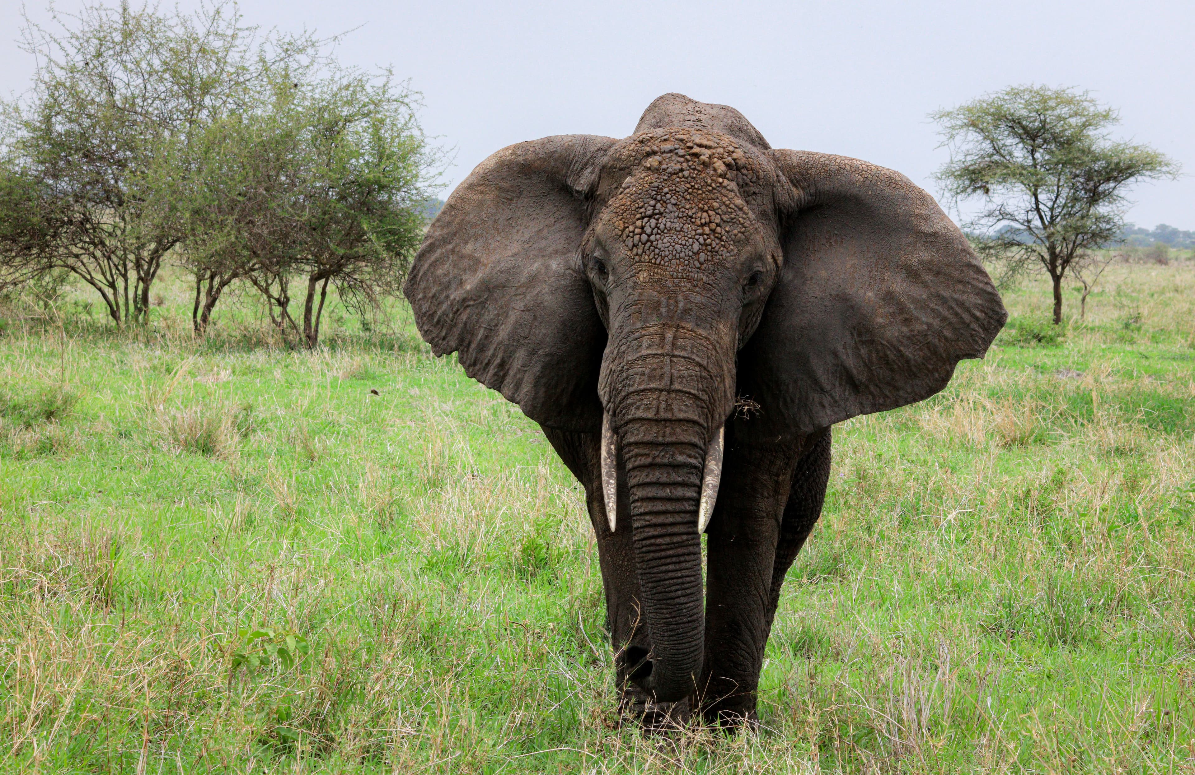 Ngorongoro Crater Lodge 4