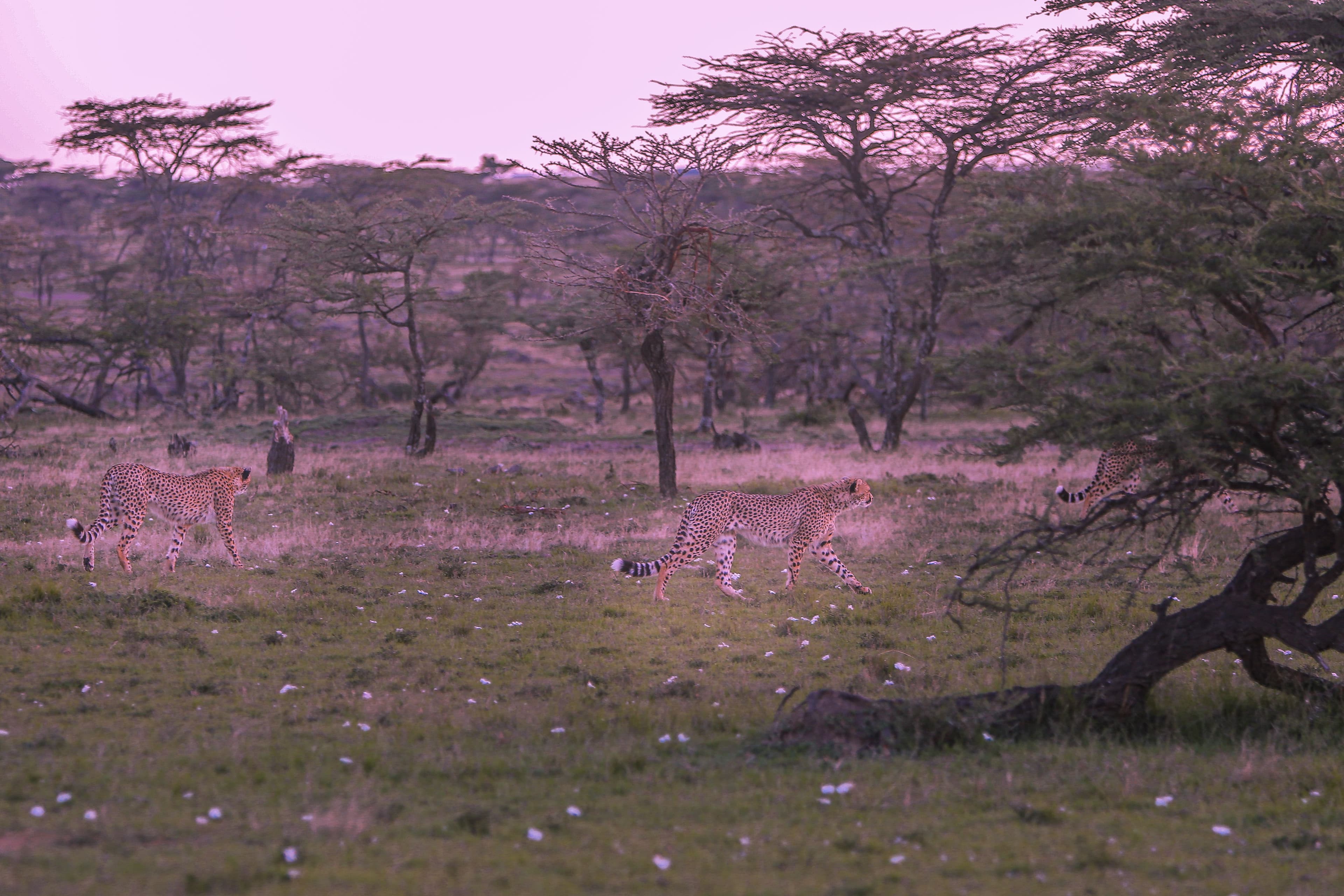Angama Mara
