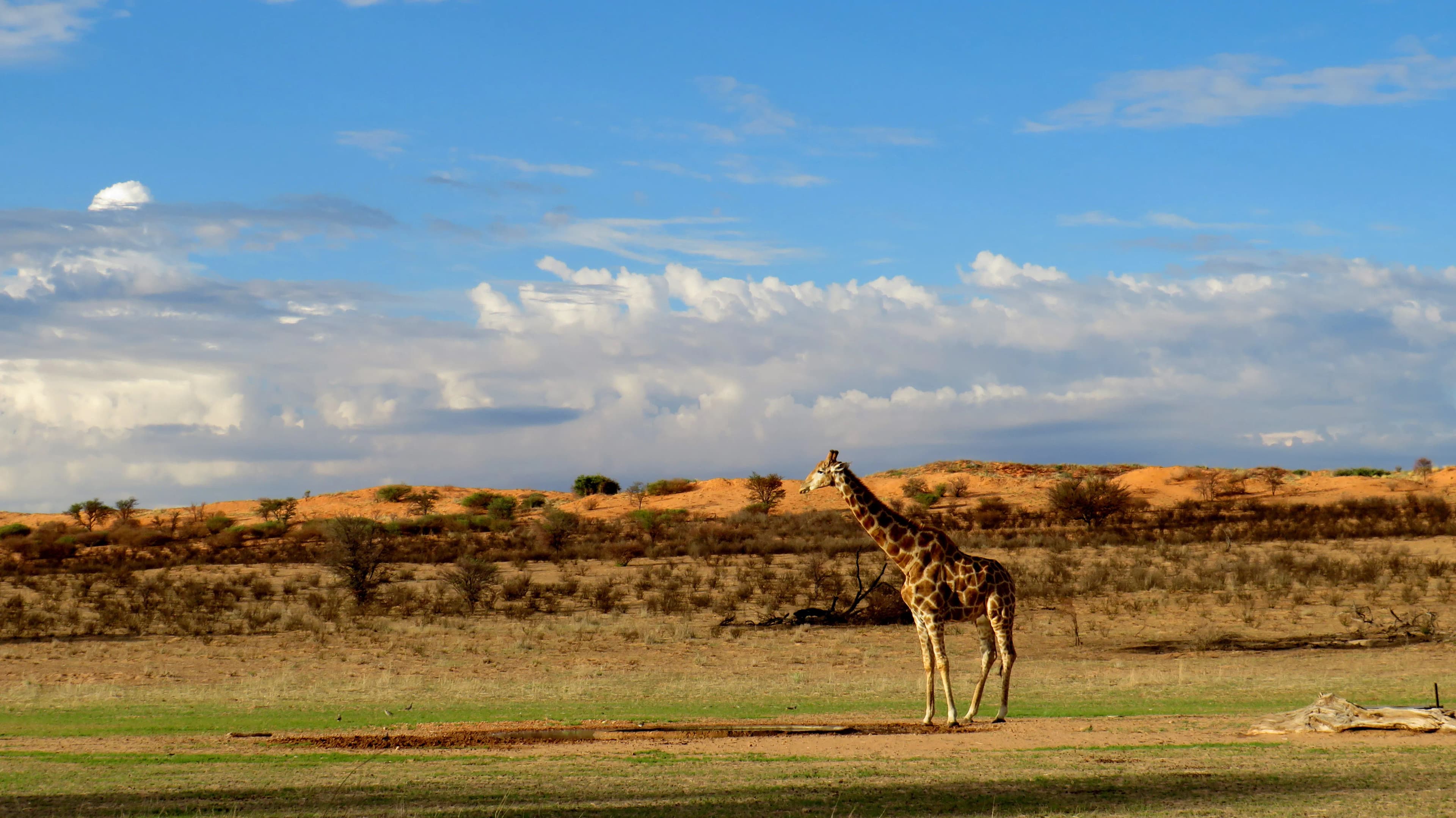 Tswalu Kalahari 4