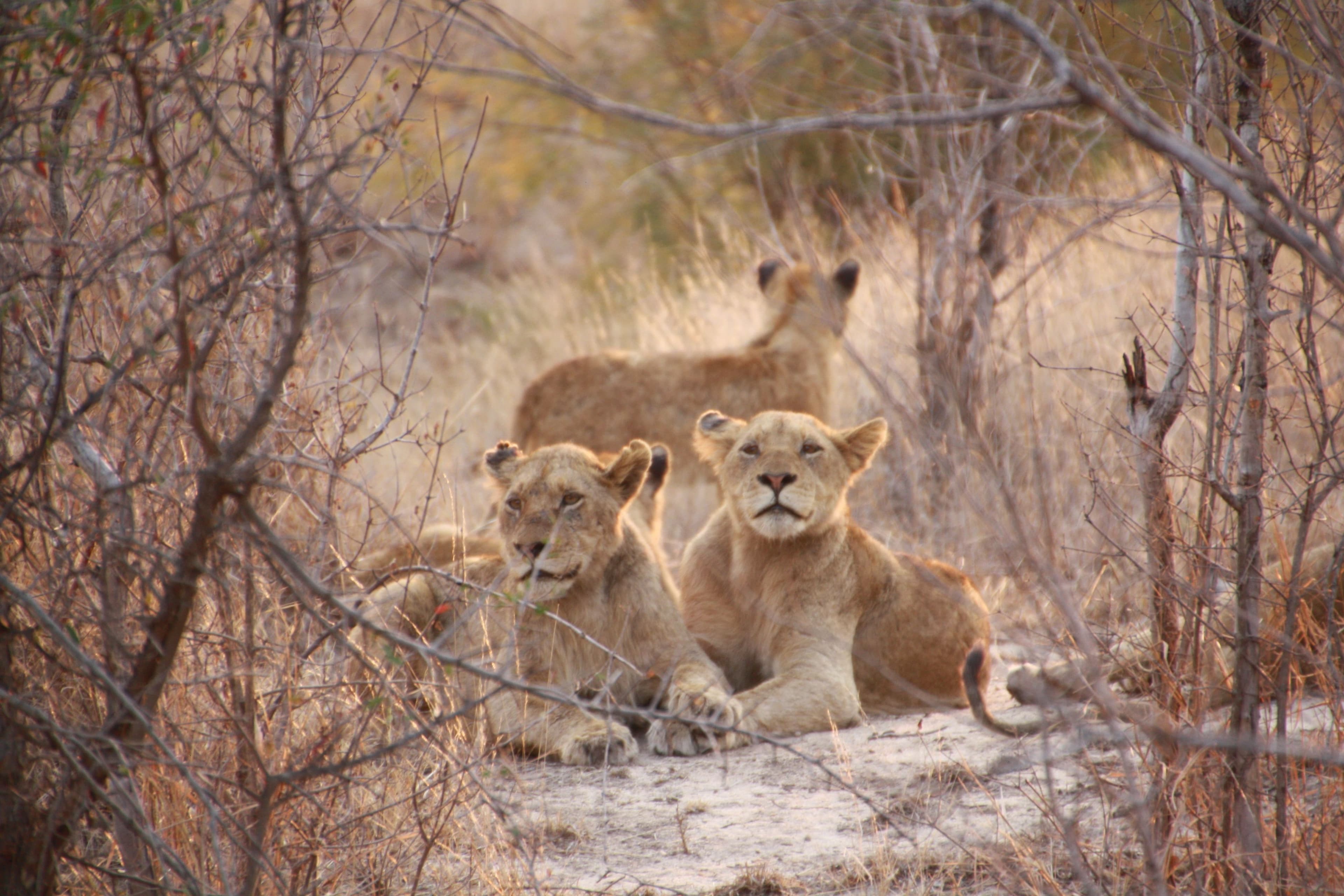 Singita Pamushana Lodge