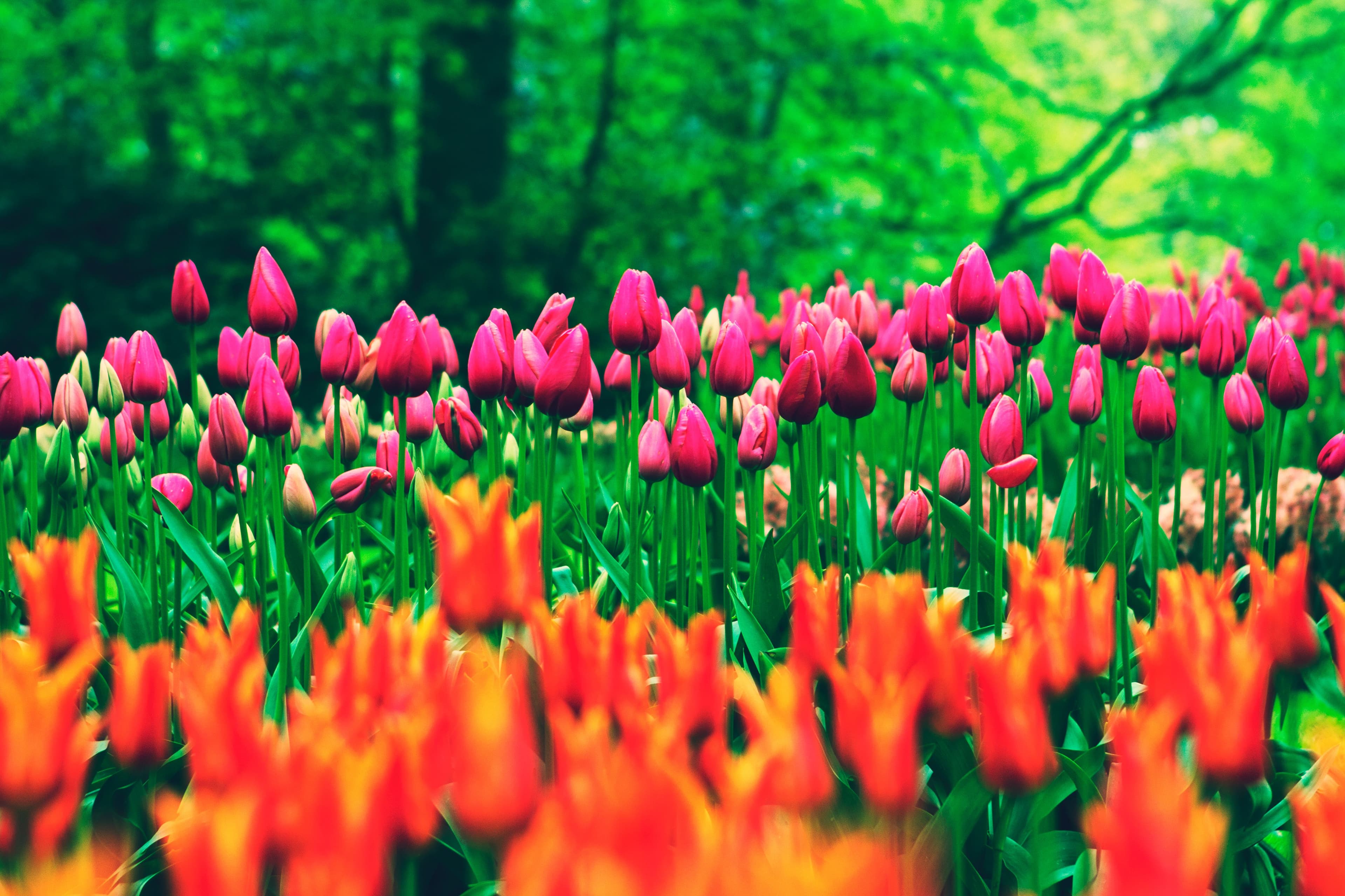 Keukenhof Gardens