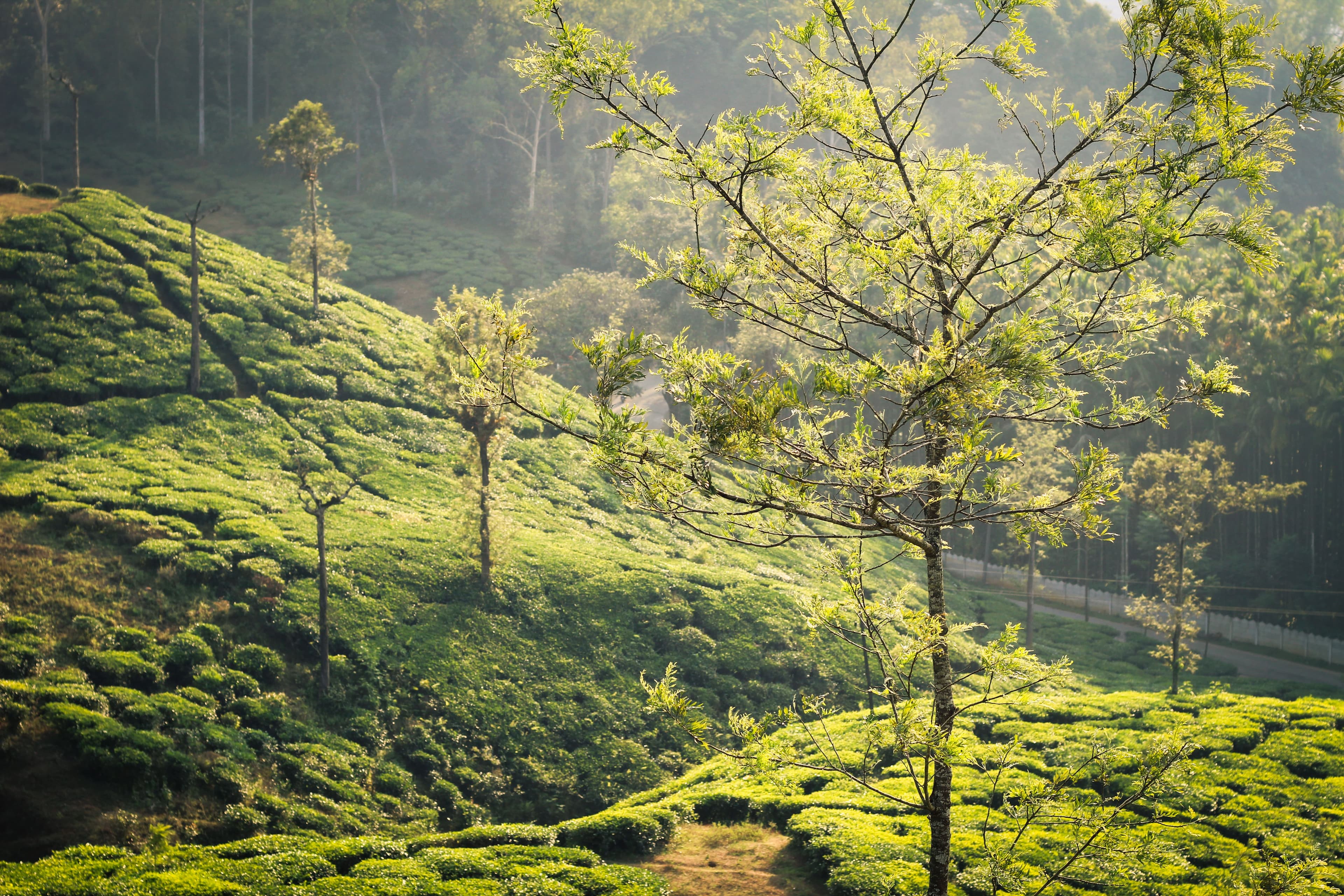 Coorg — photo 2