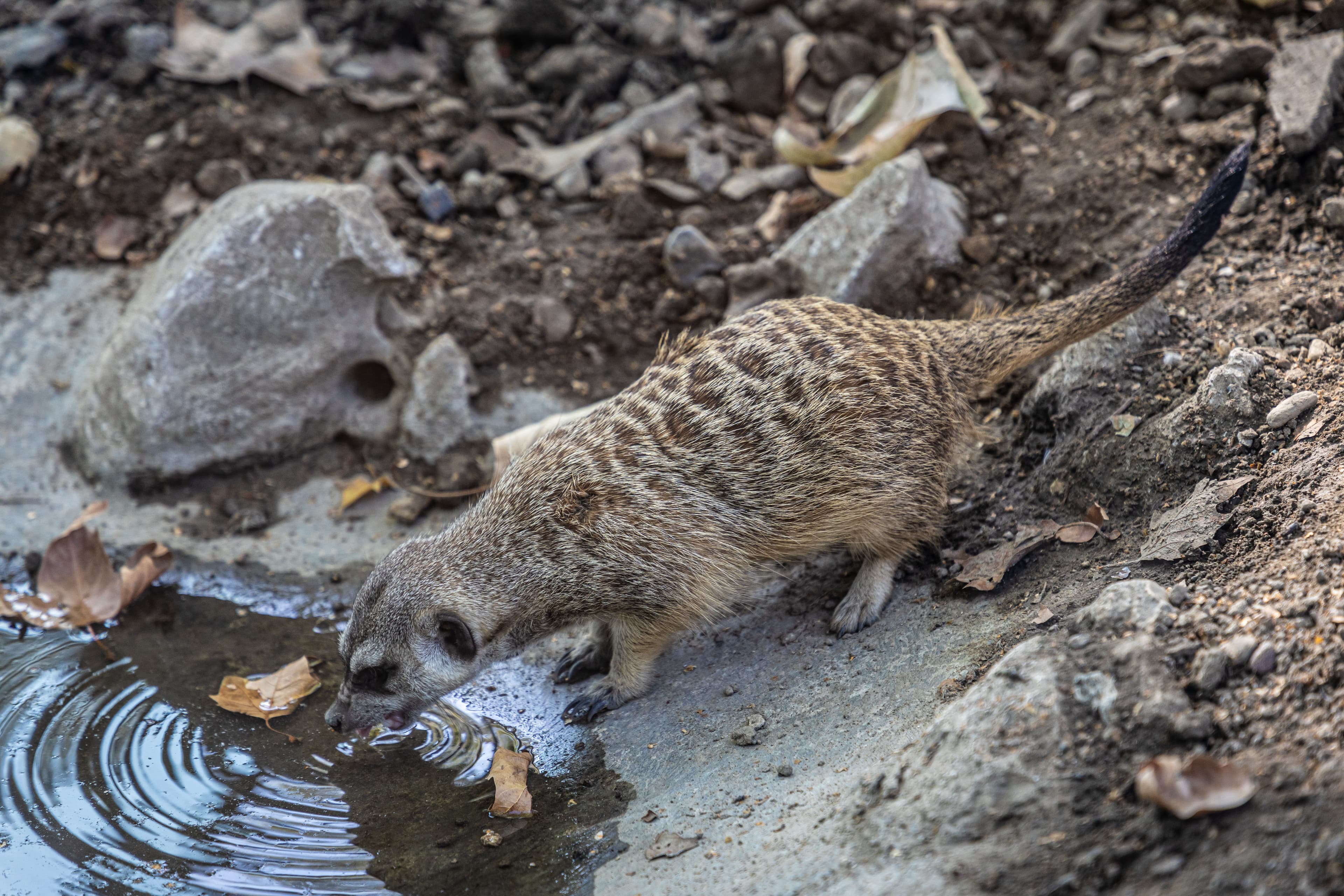 Tswalu Kalahari 4