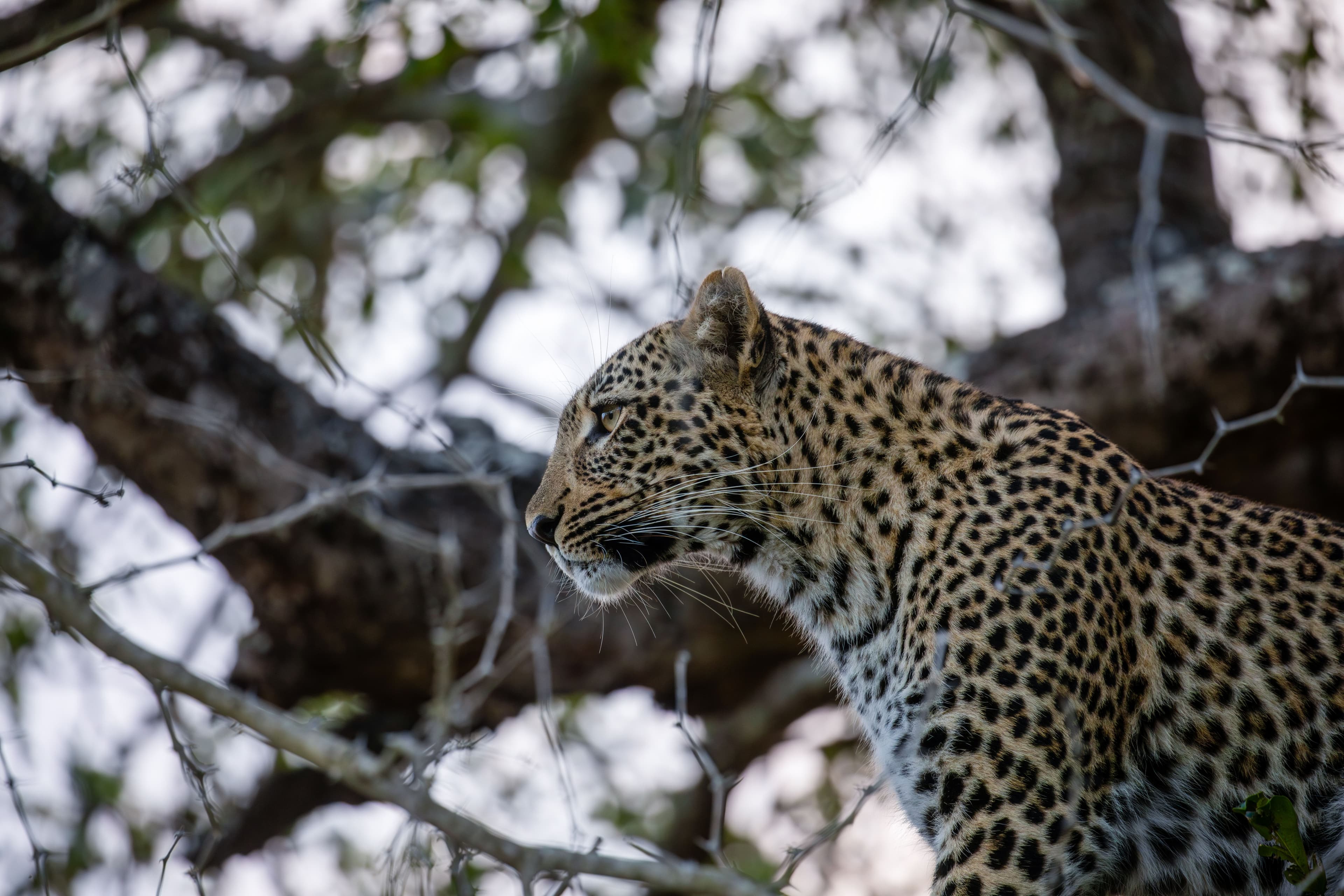 Singita Boulders Lodge 3