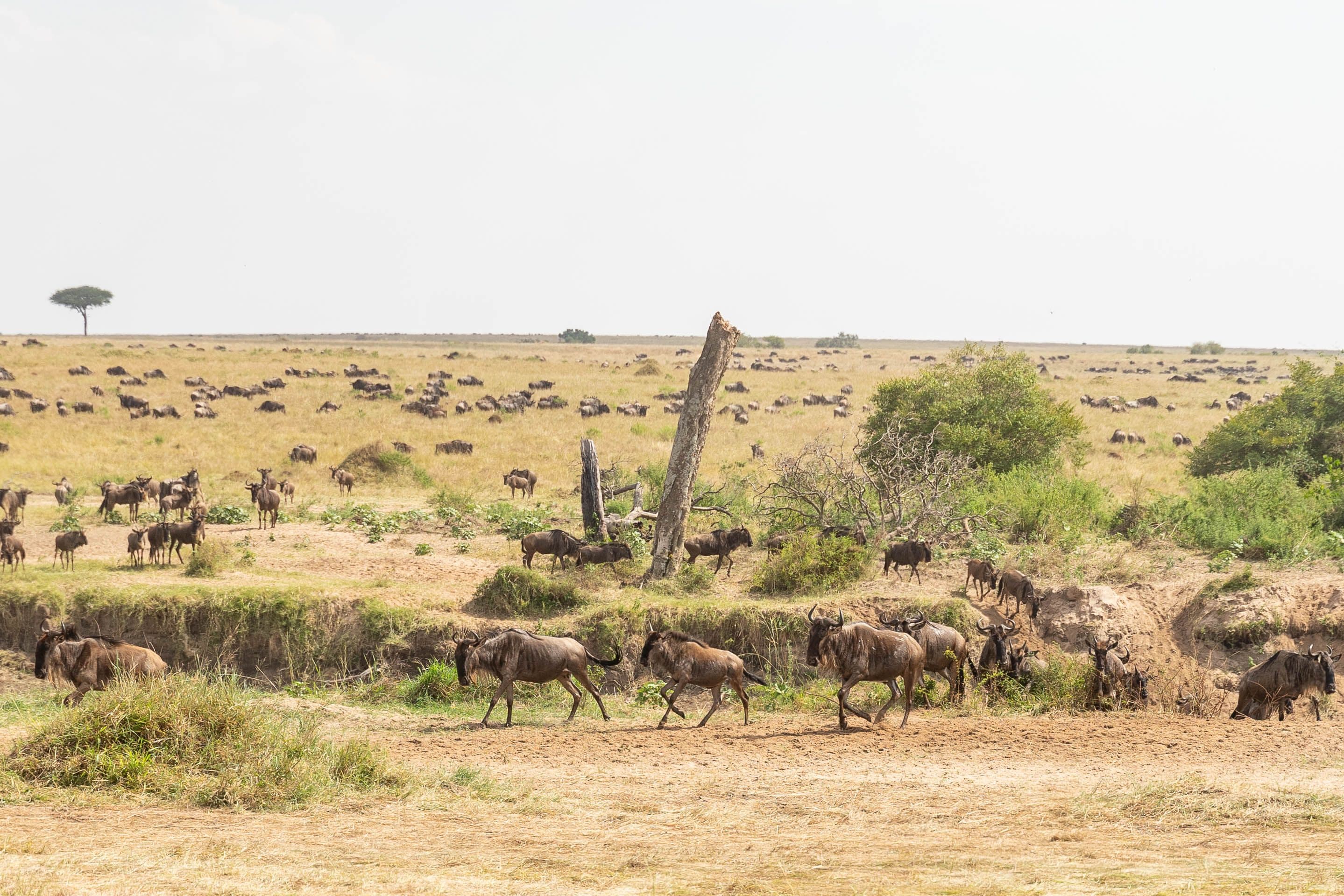 Angama Mara 4