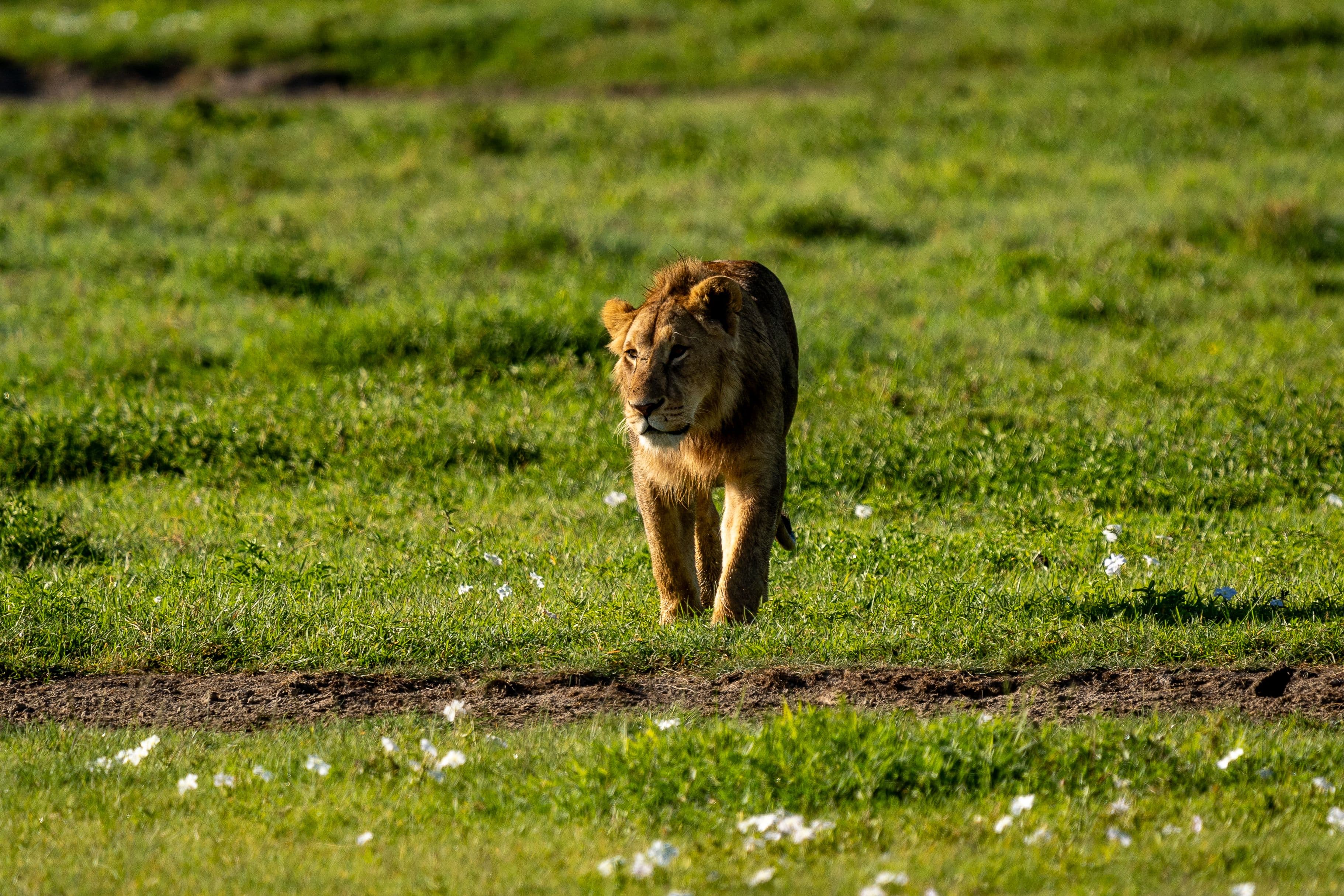 Ngorongoro Crater Lodge 3