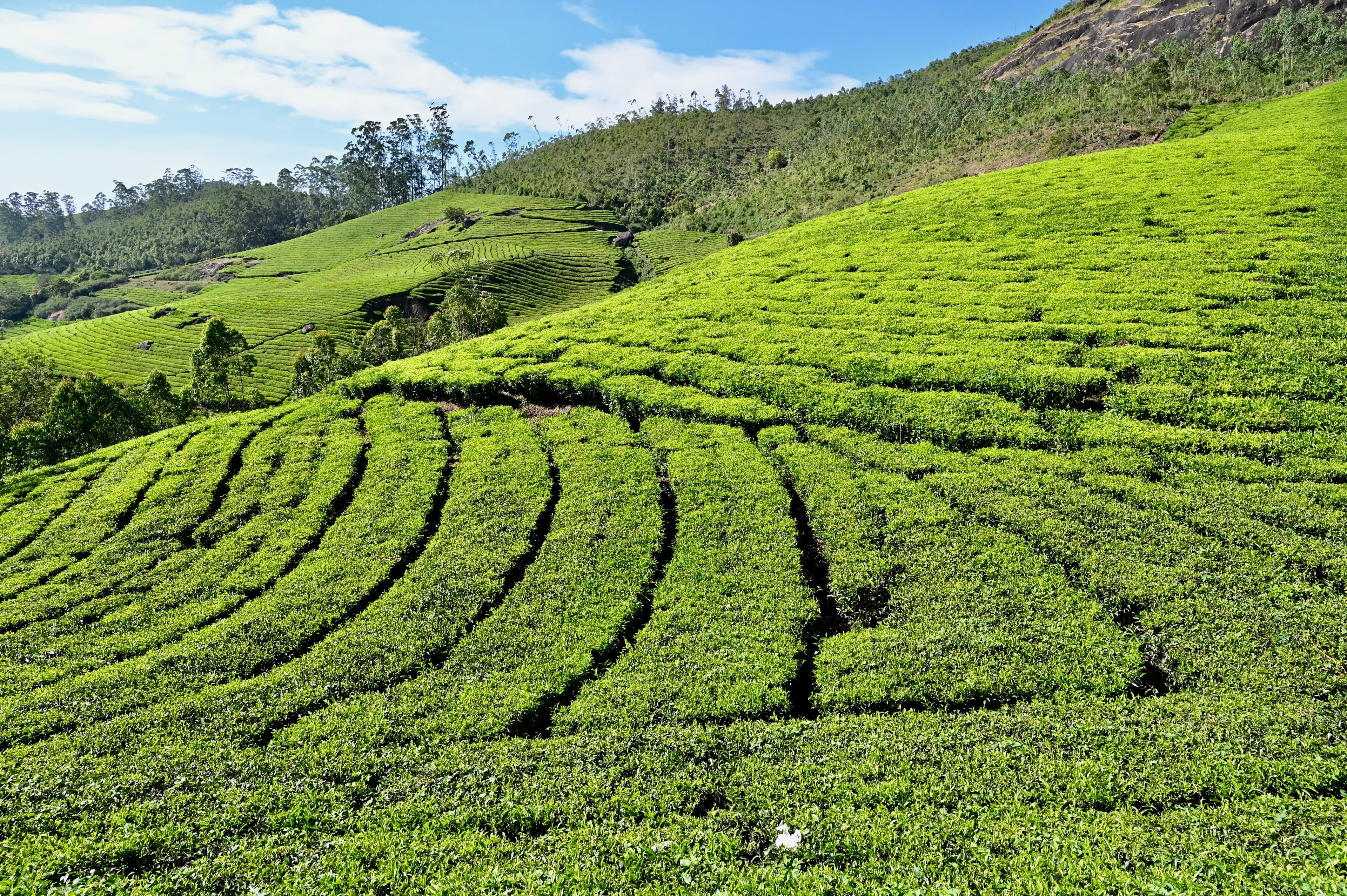 Munnar — photo 100