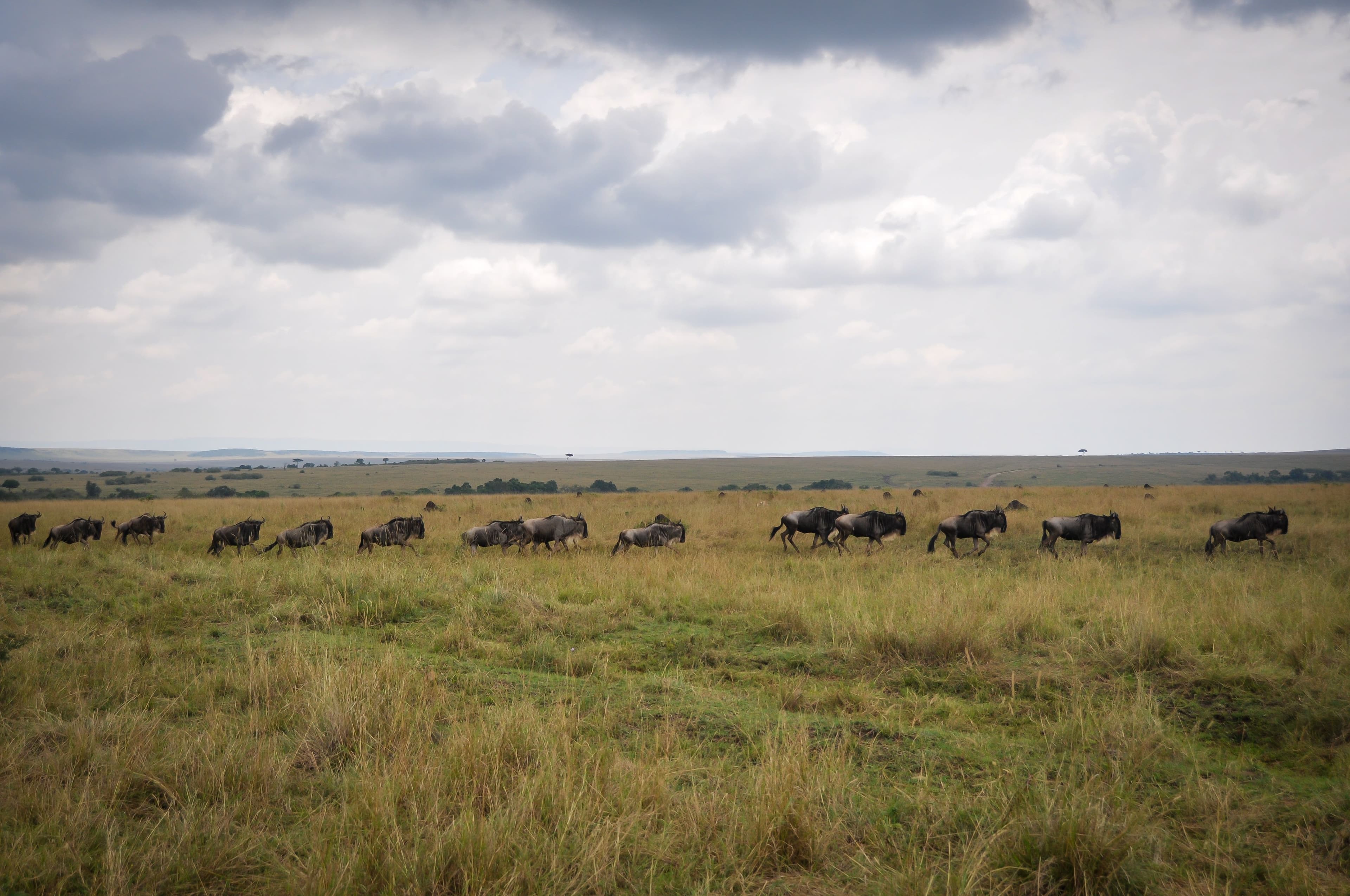 Angama Mara