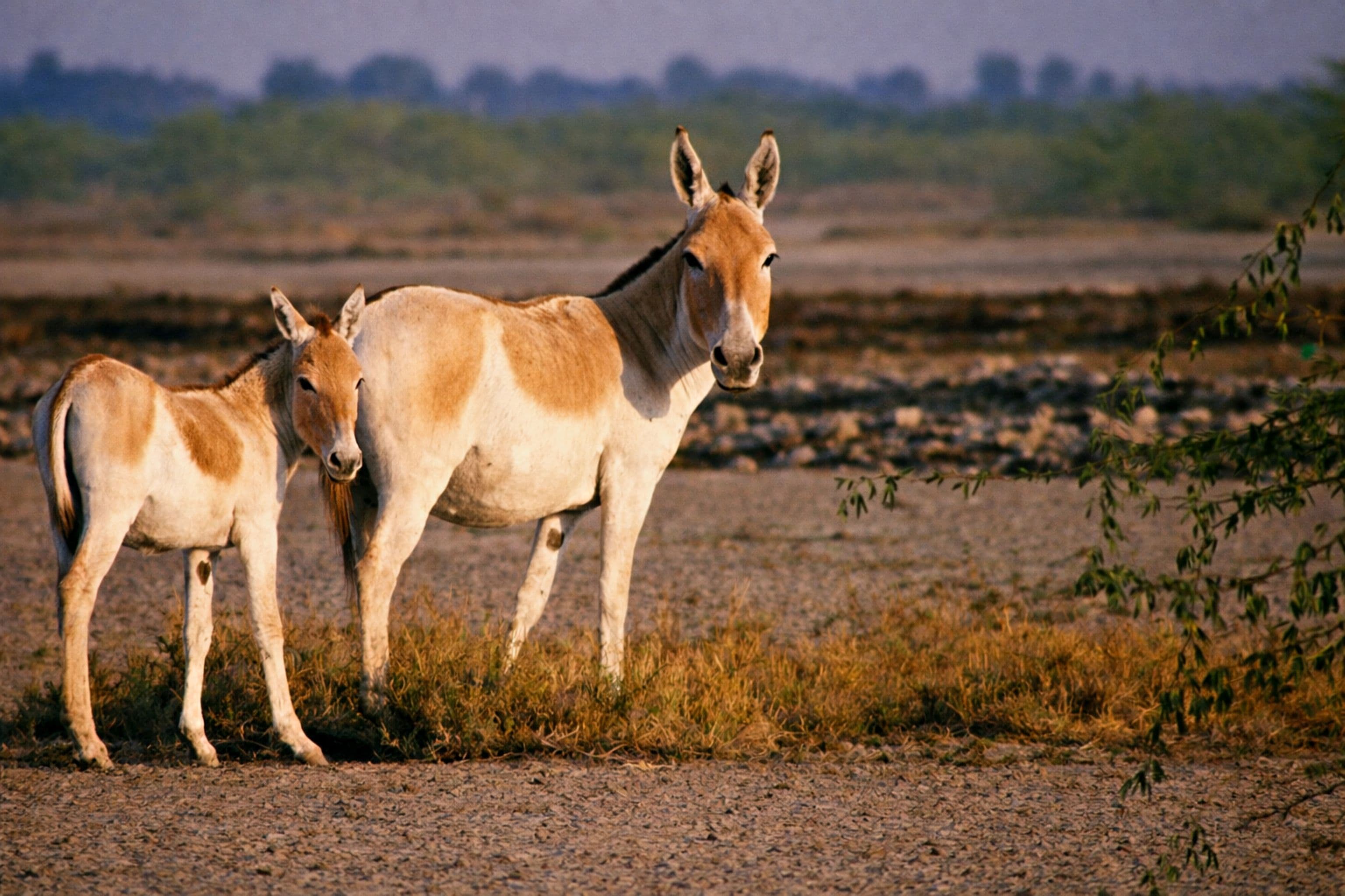 Wild Ass Sanctuary