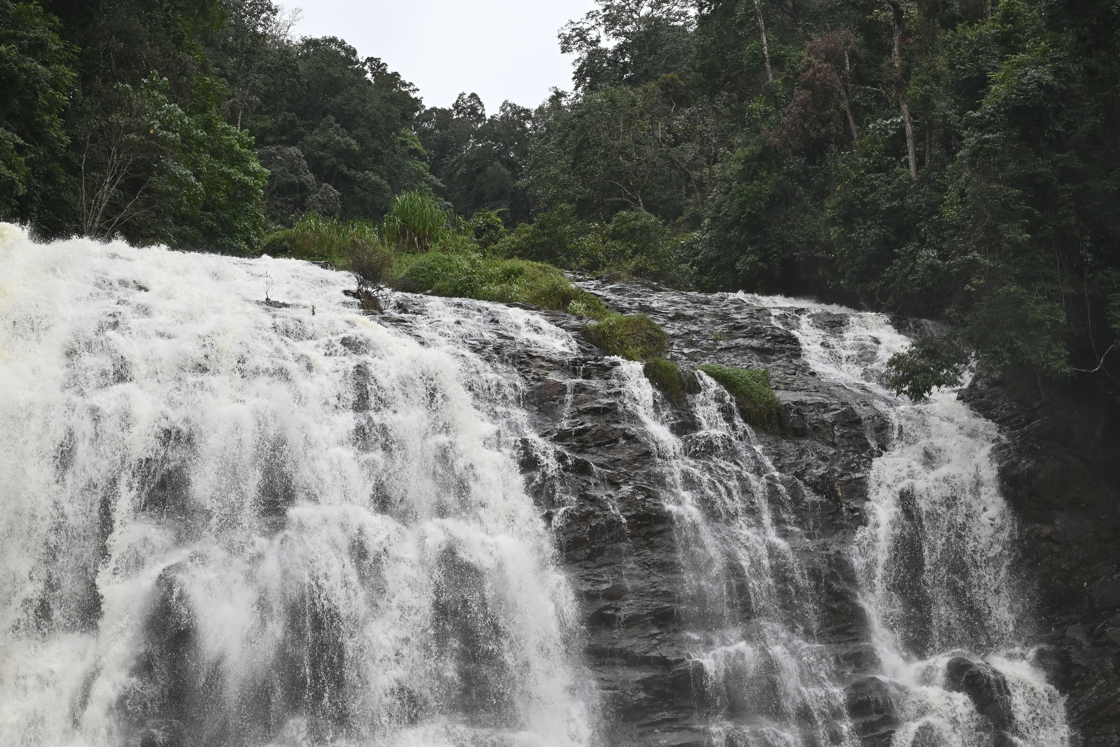 Coffee Plantation Walks