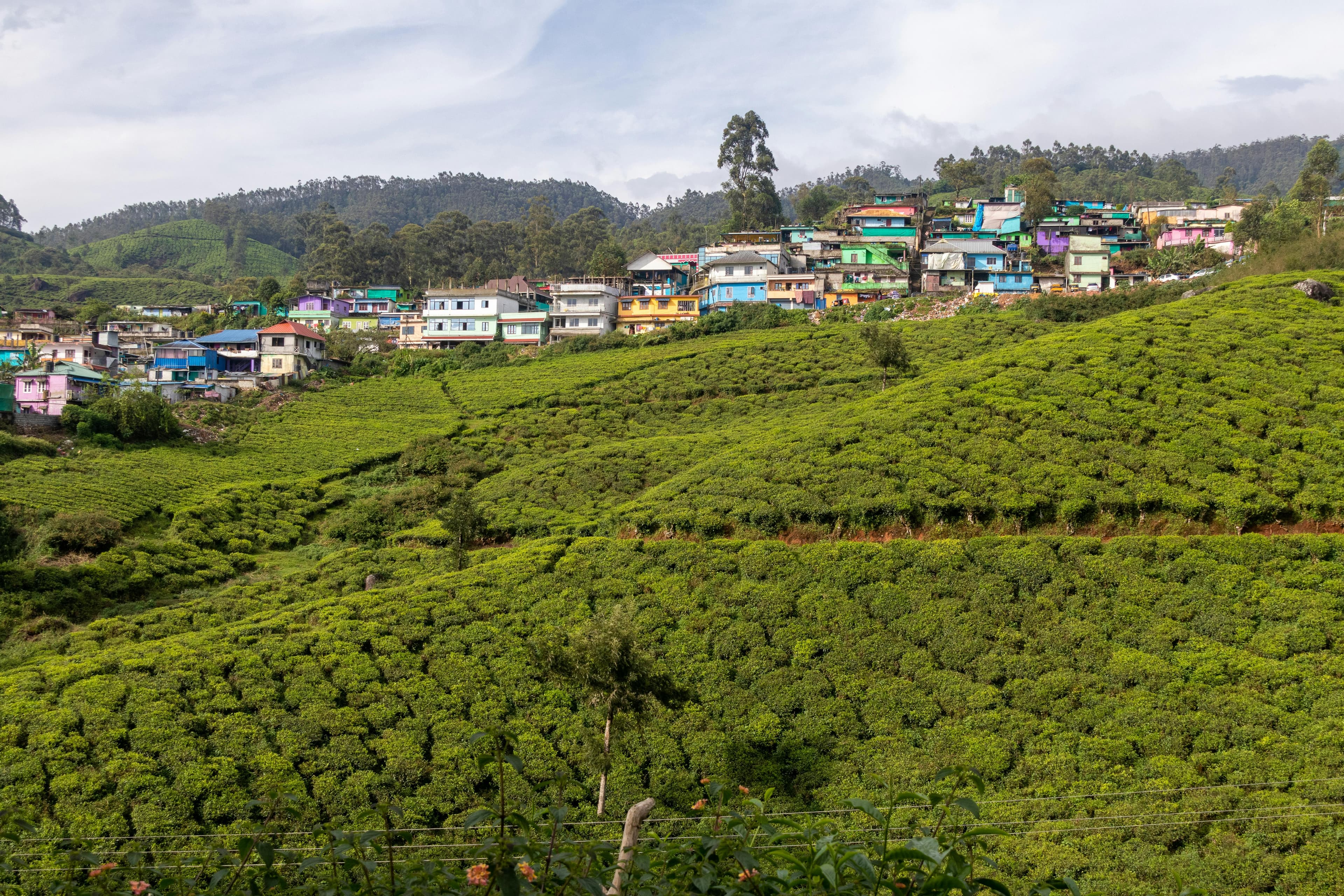 Ooty