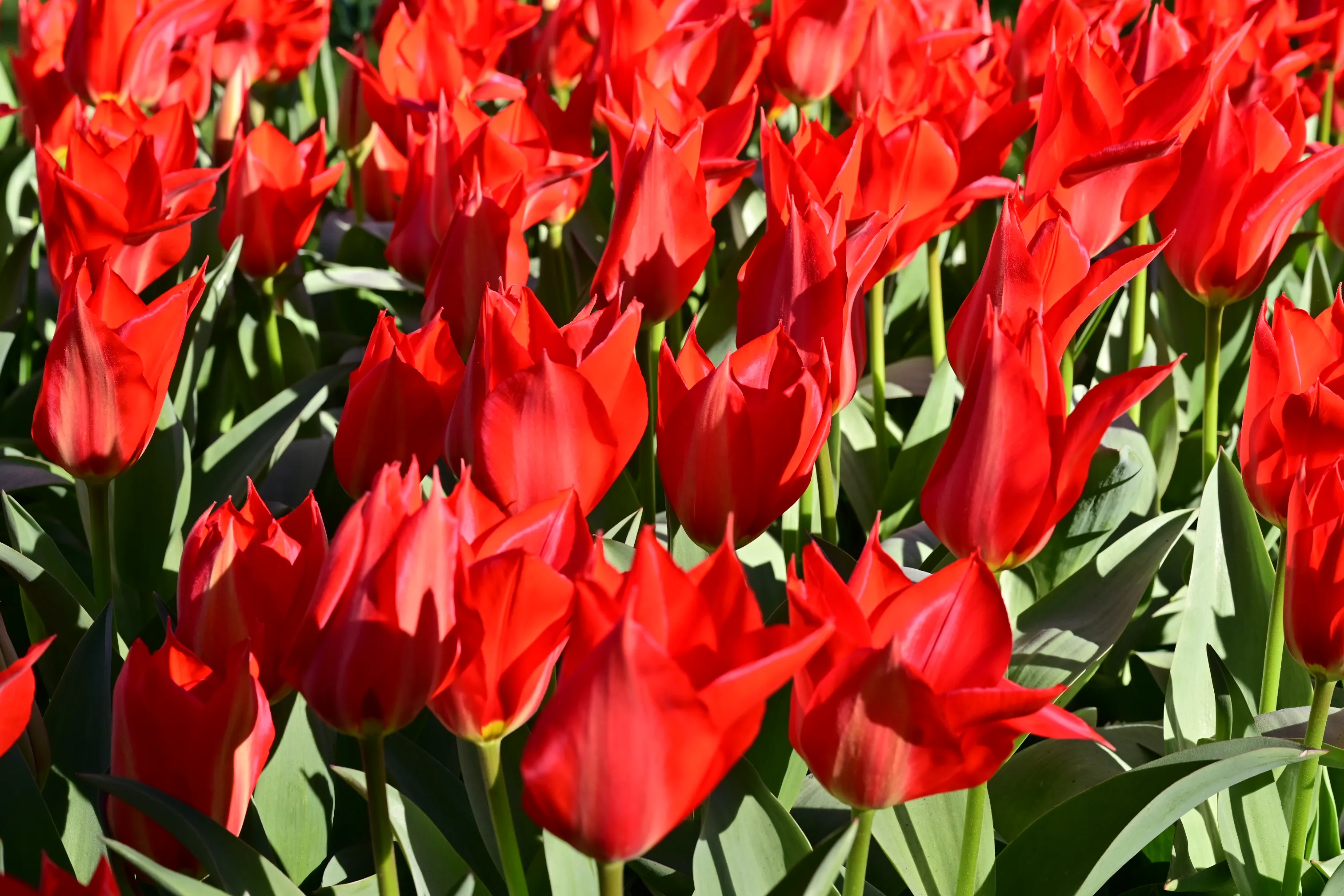 Keukenhof Gardens