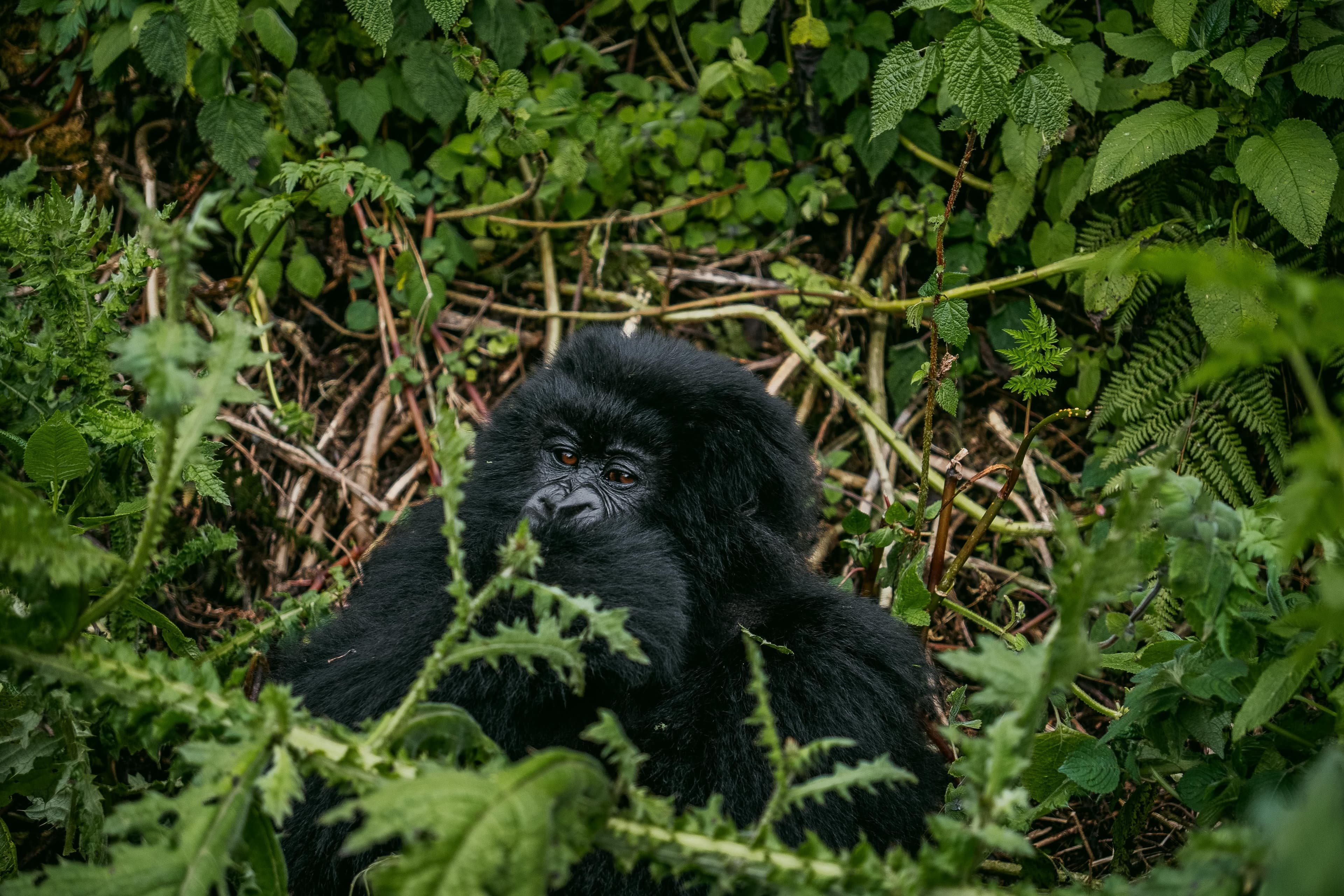 Bisate Lodge