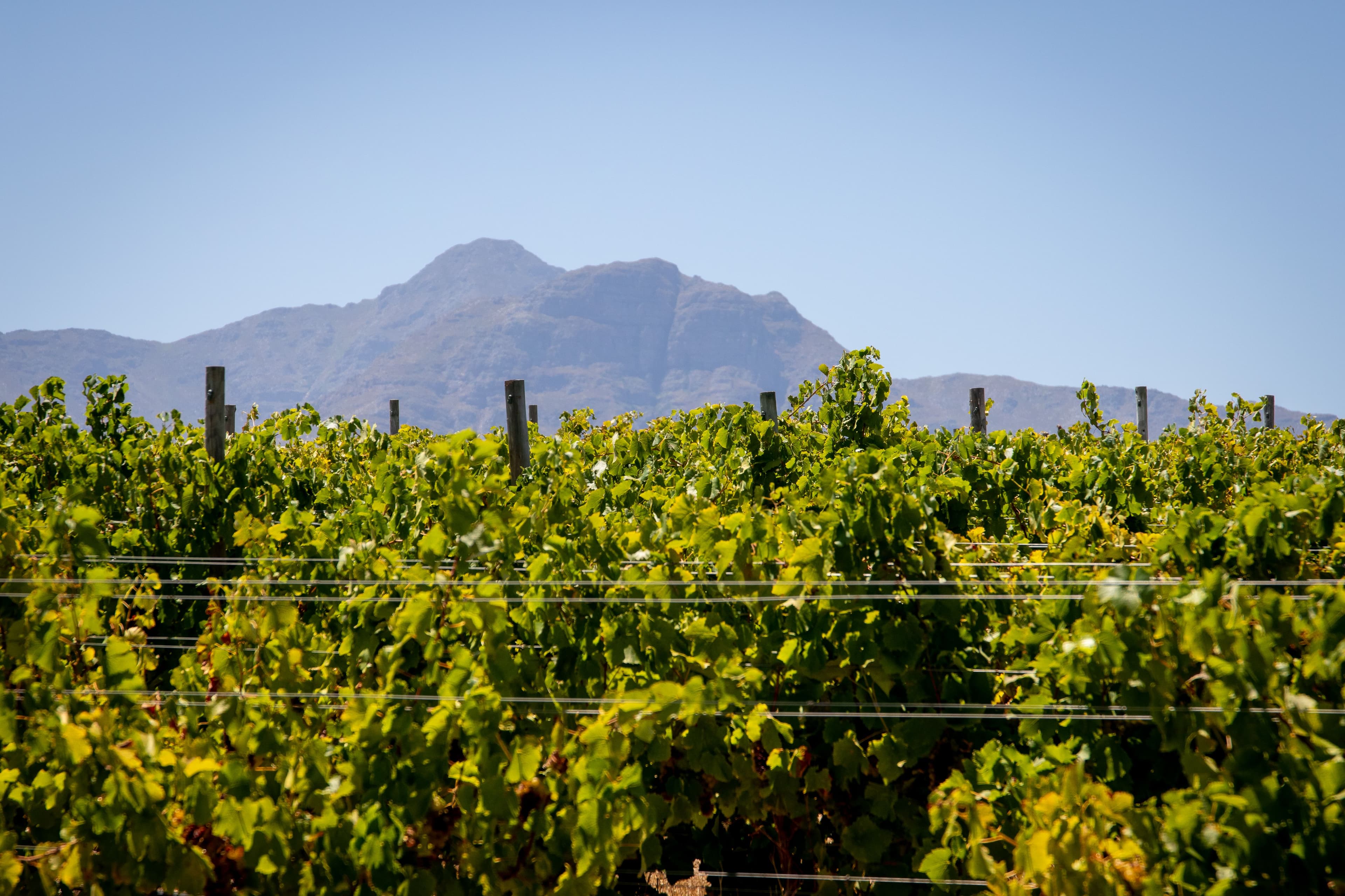 Franschhoek