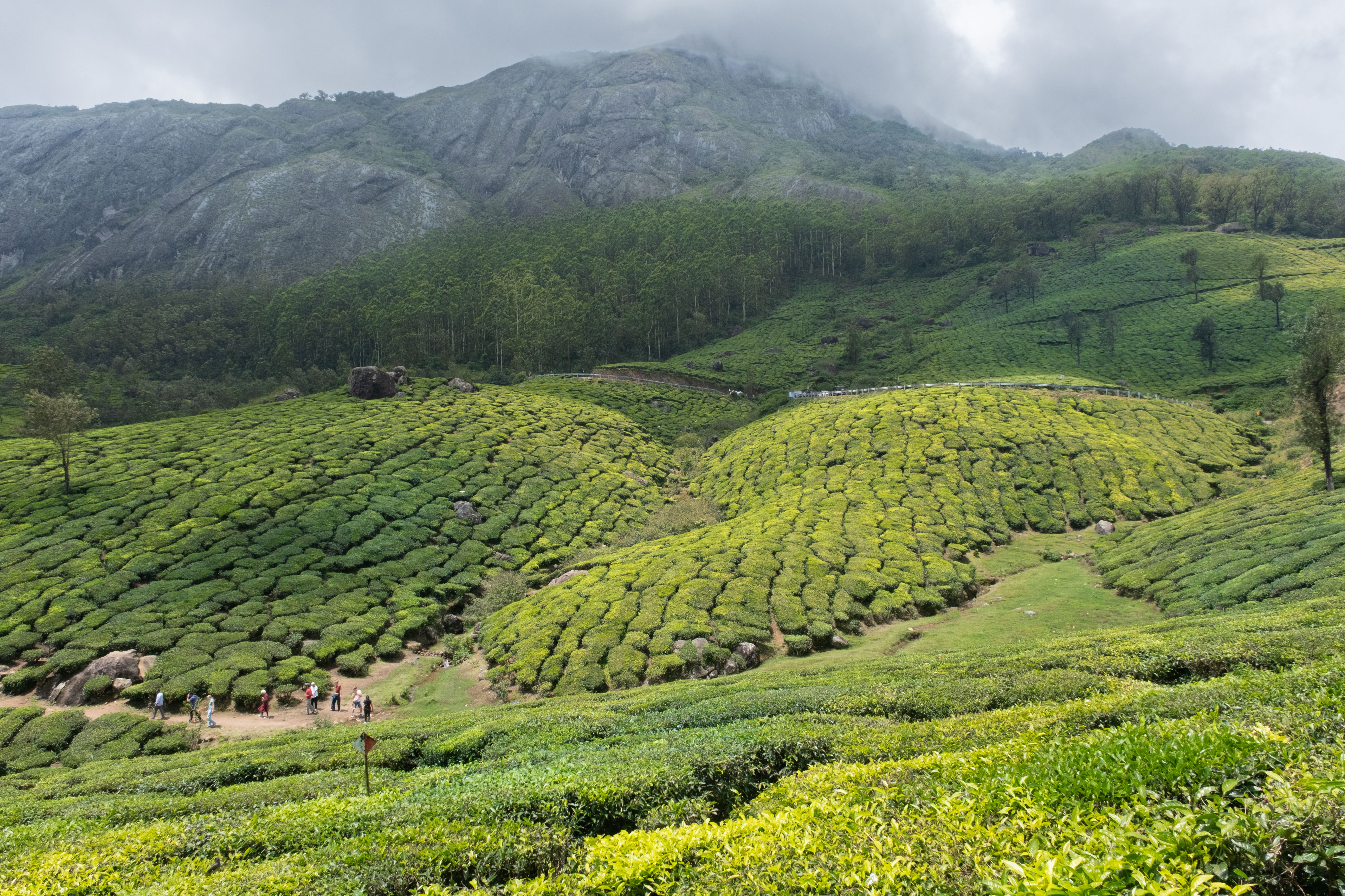 Munnar — photo 100