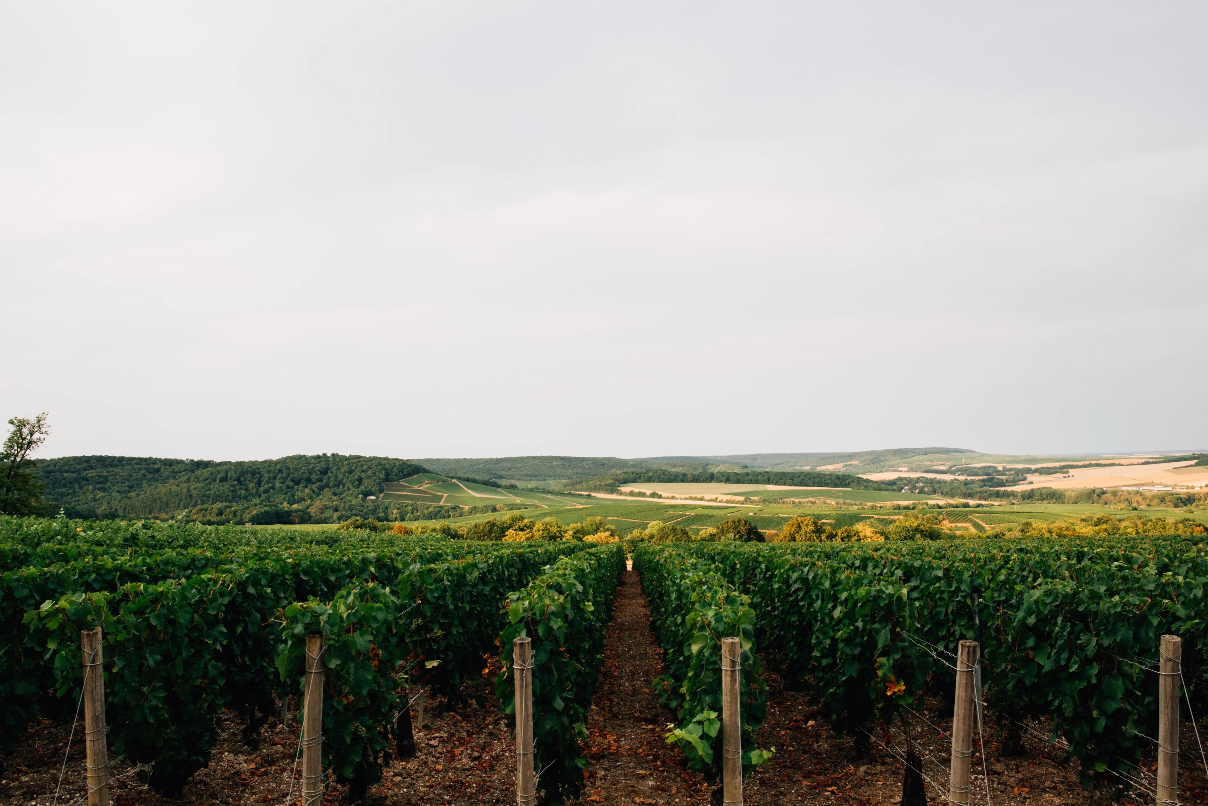 Champagne Region