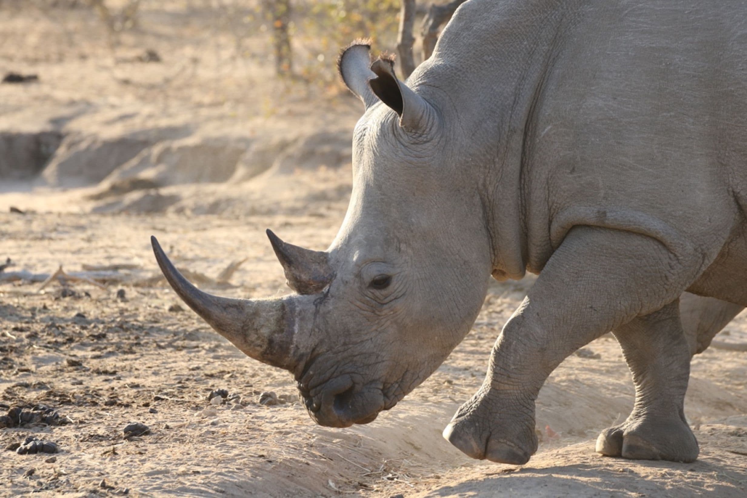 Singita Pamushana Lodge 3