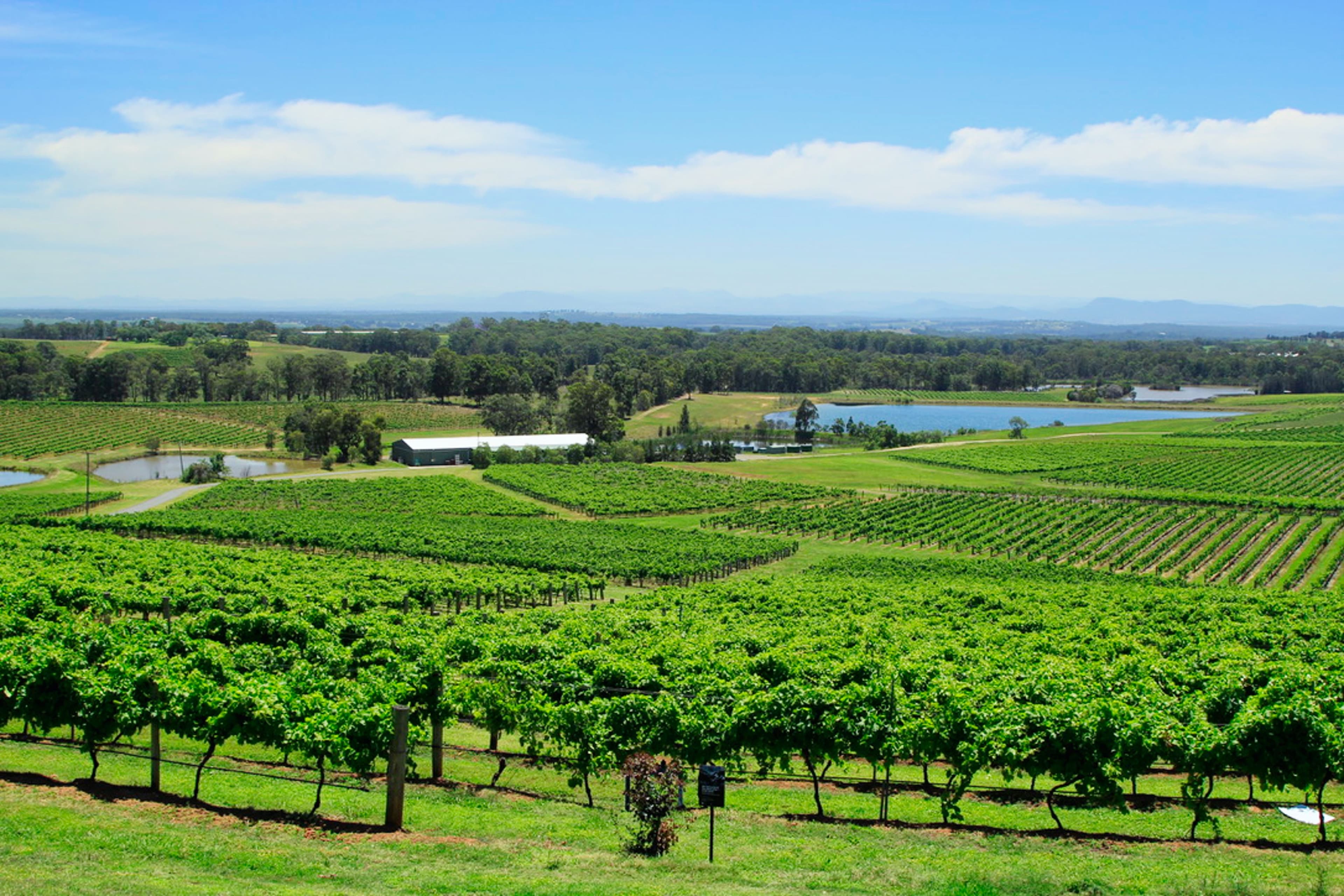 Hunter Valley Wines
