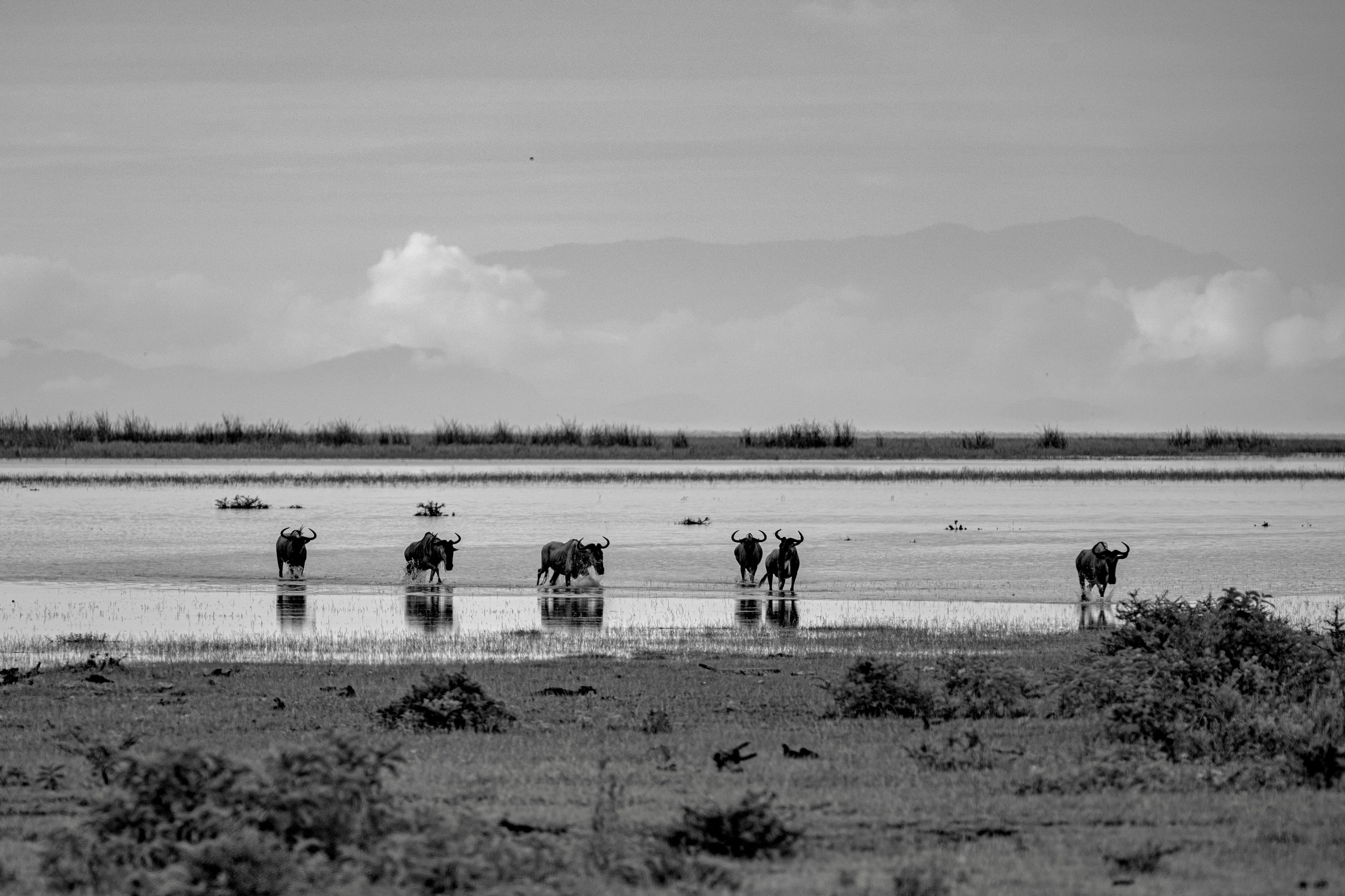 Bamurru Plains