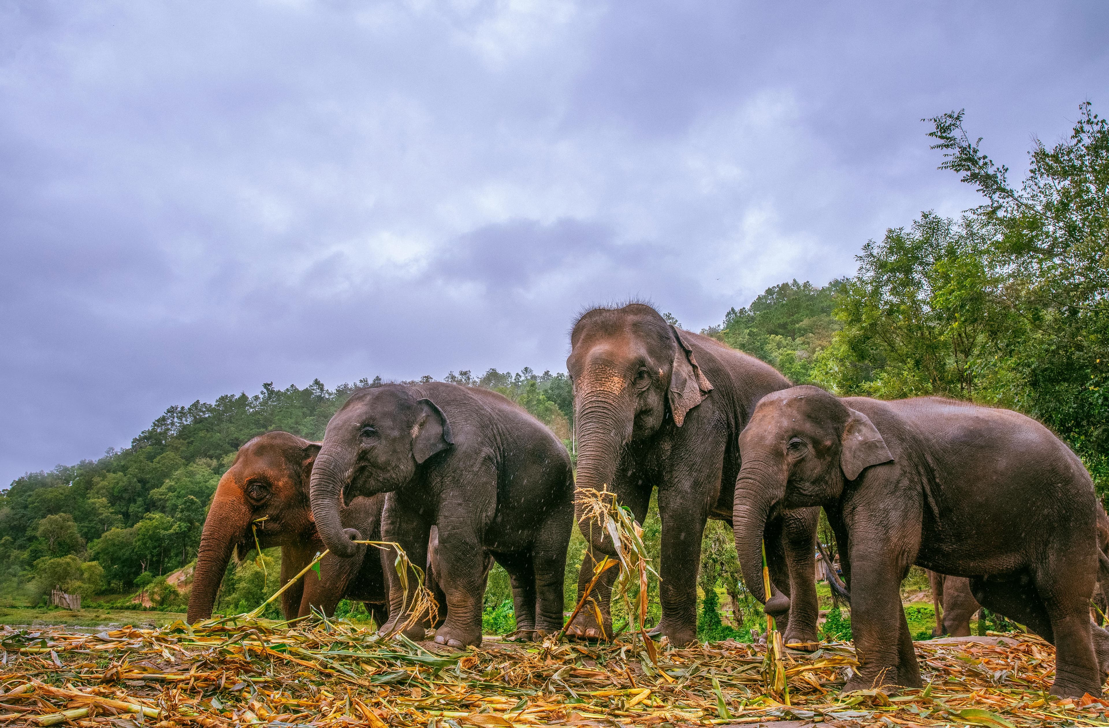 Elephant Nature Park