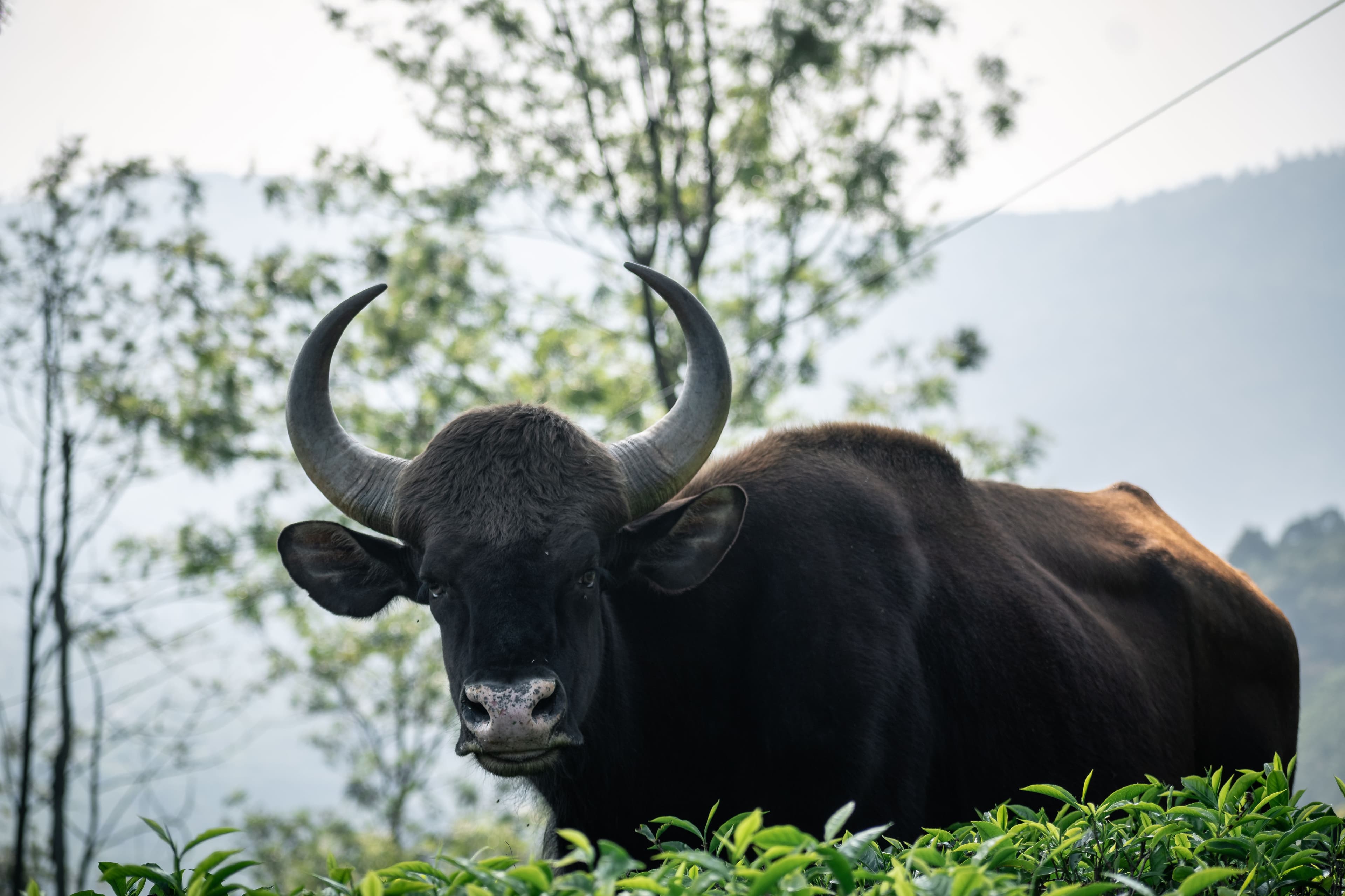 Mudumalai National Park